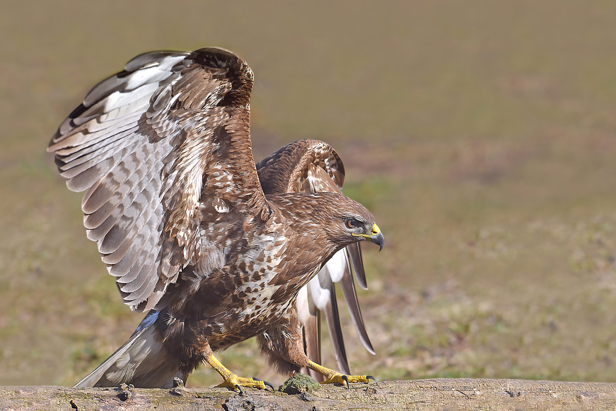 Feather Stories (Poiana)