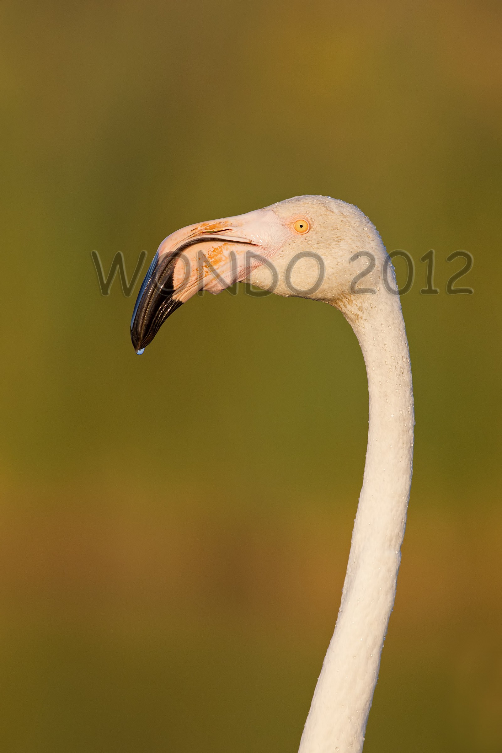portrait of flamingo