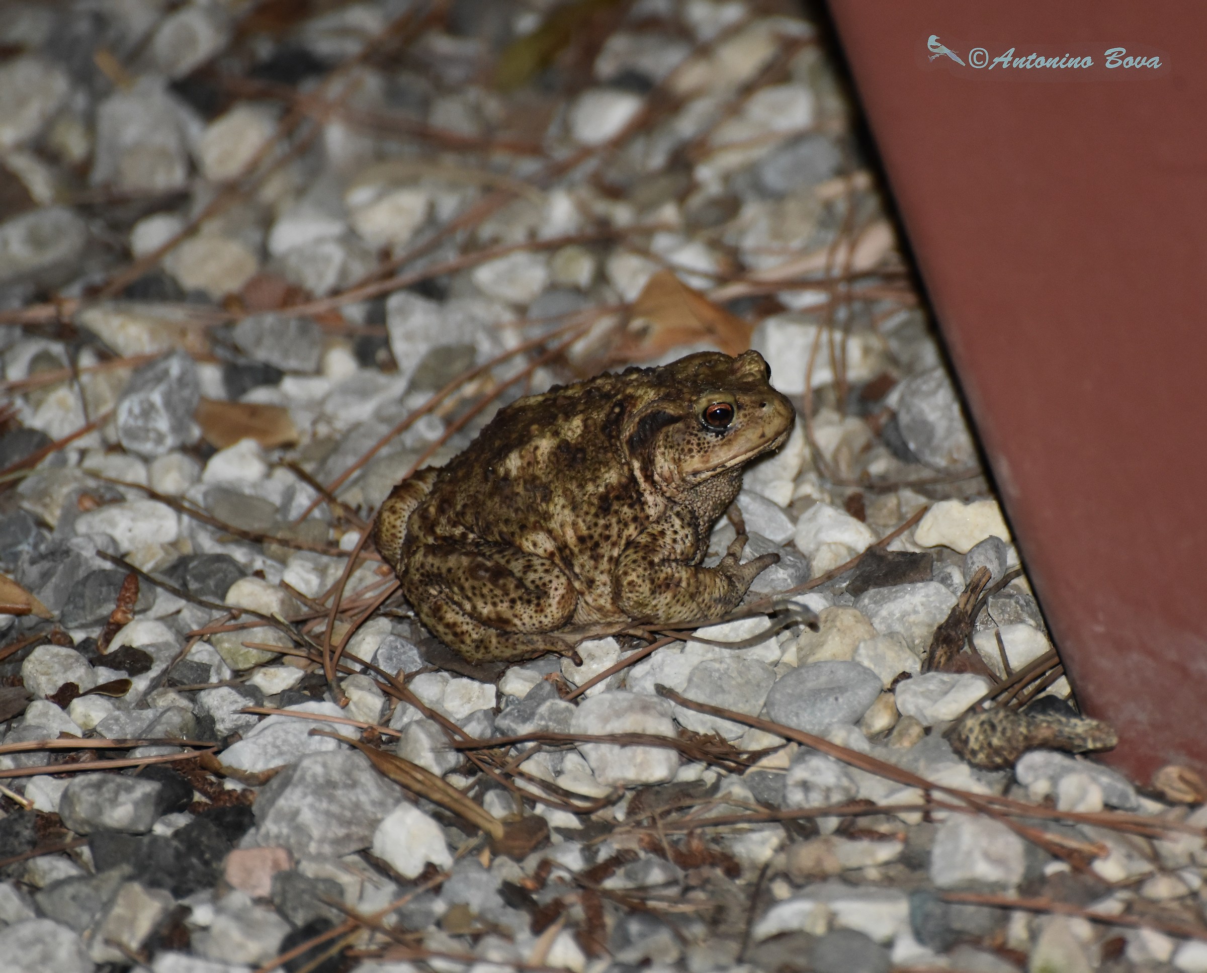 toad