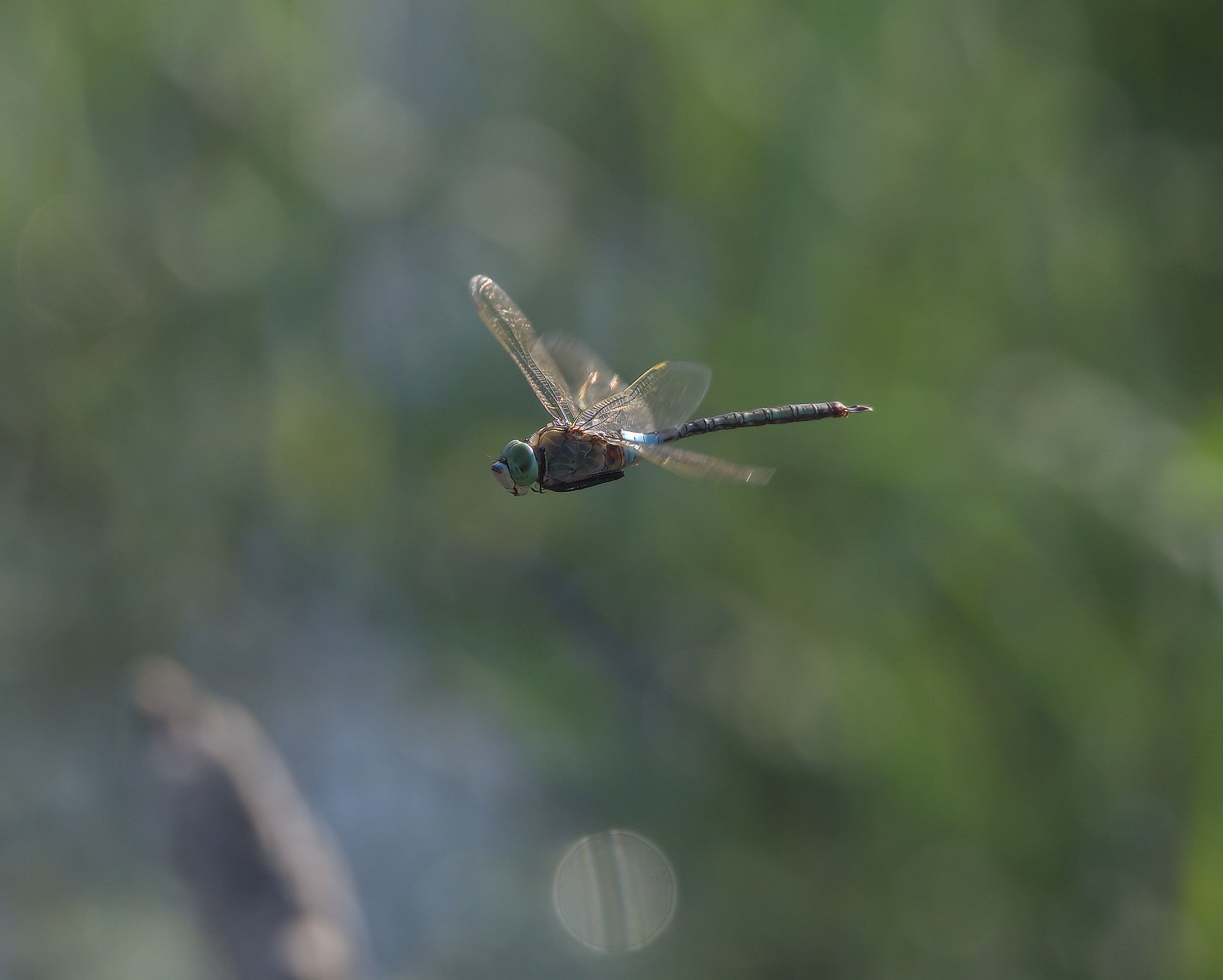 Emperor Dragonfly