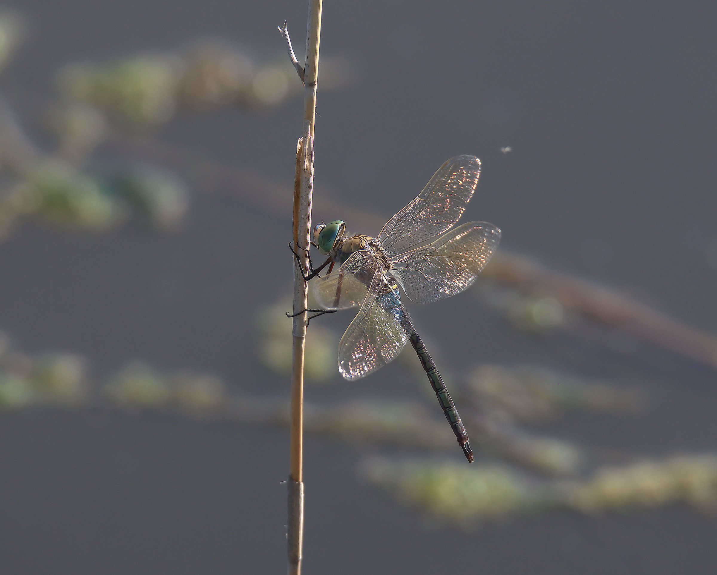Emperor Dragonfly