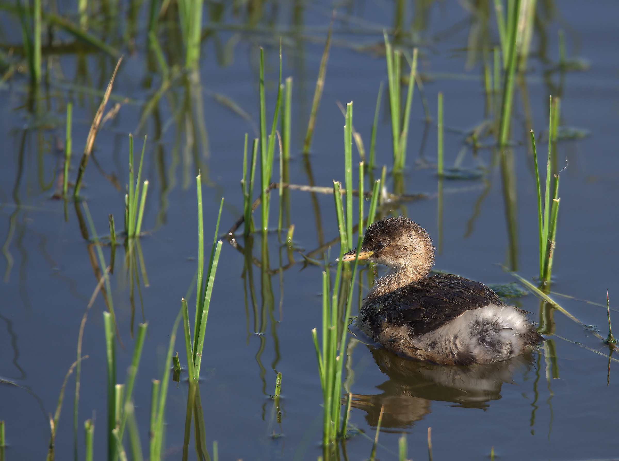 Little Grebe