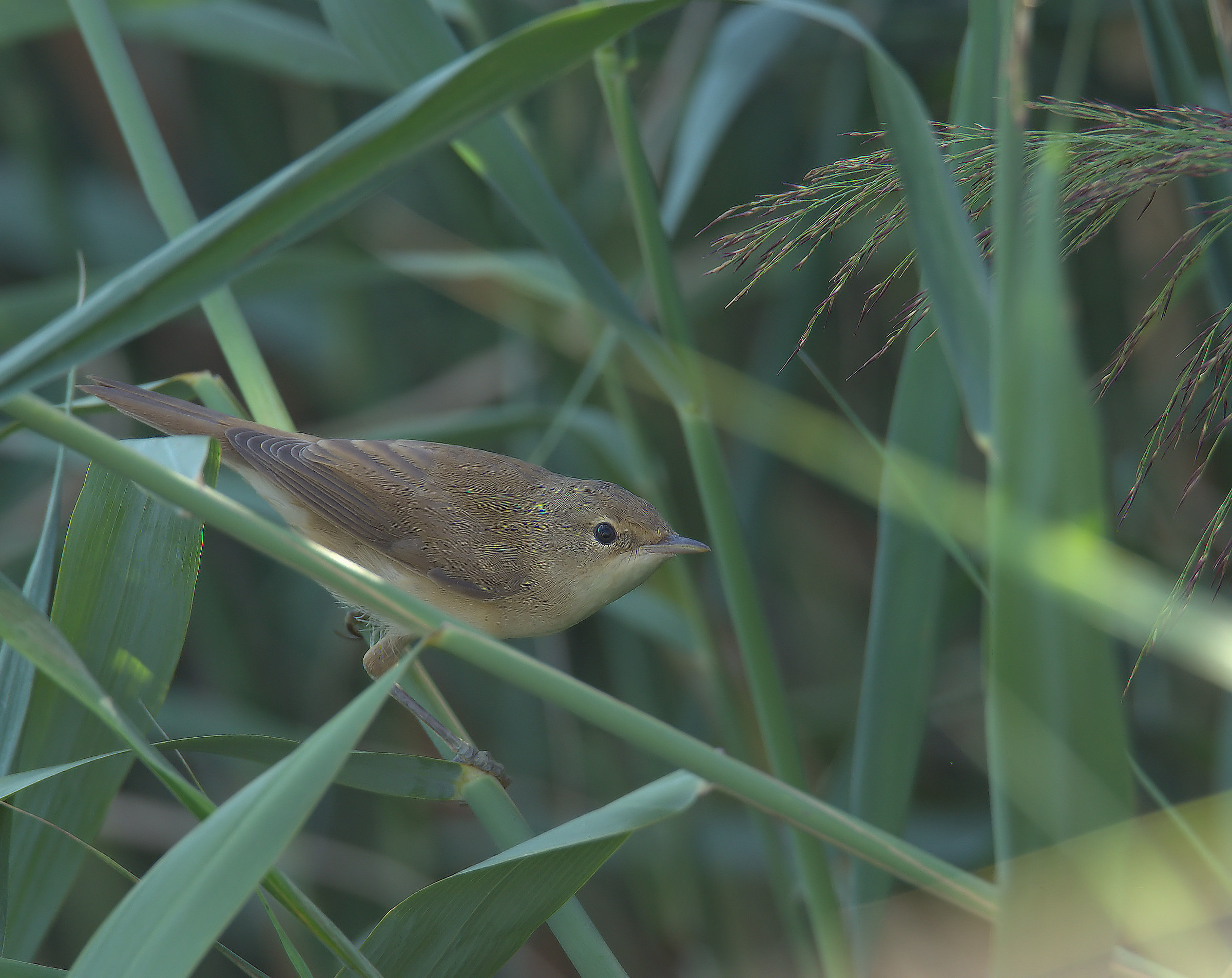 Reed warbler