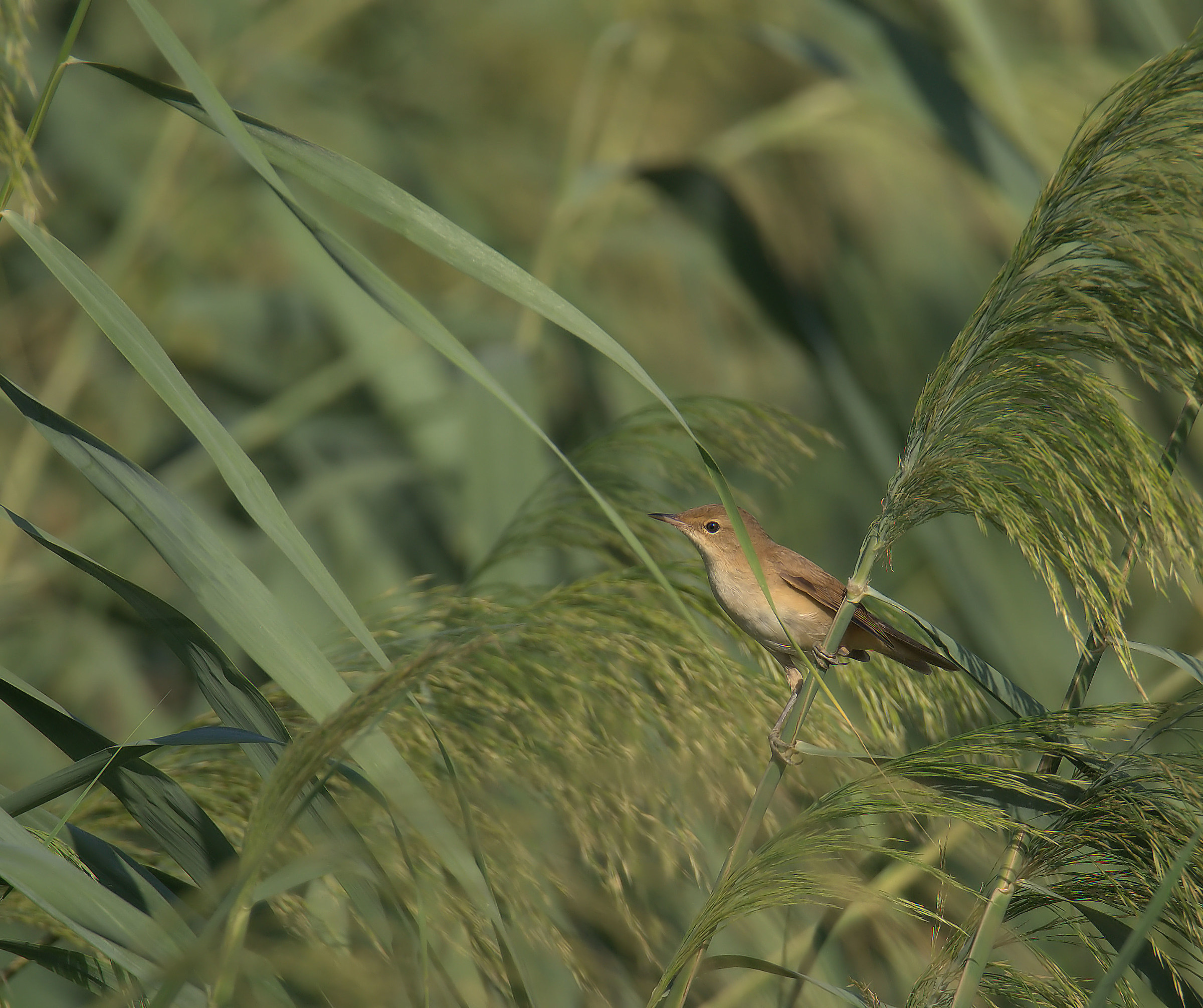 Reed warbler