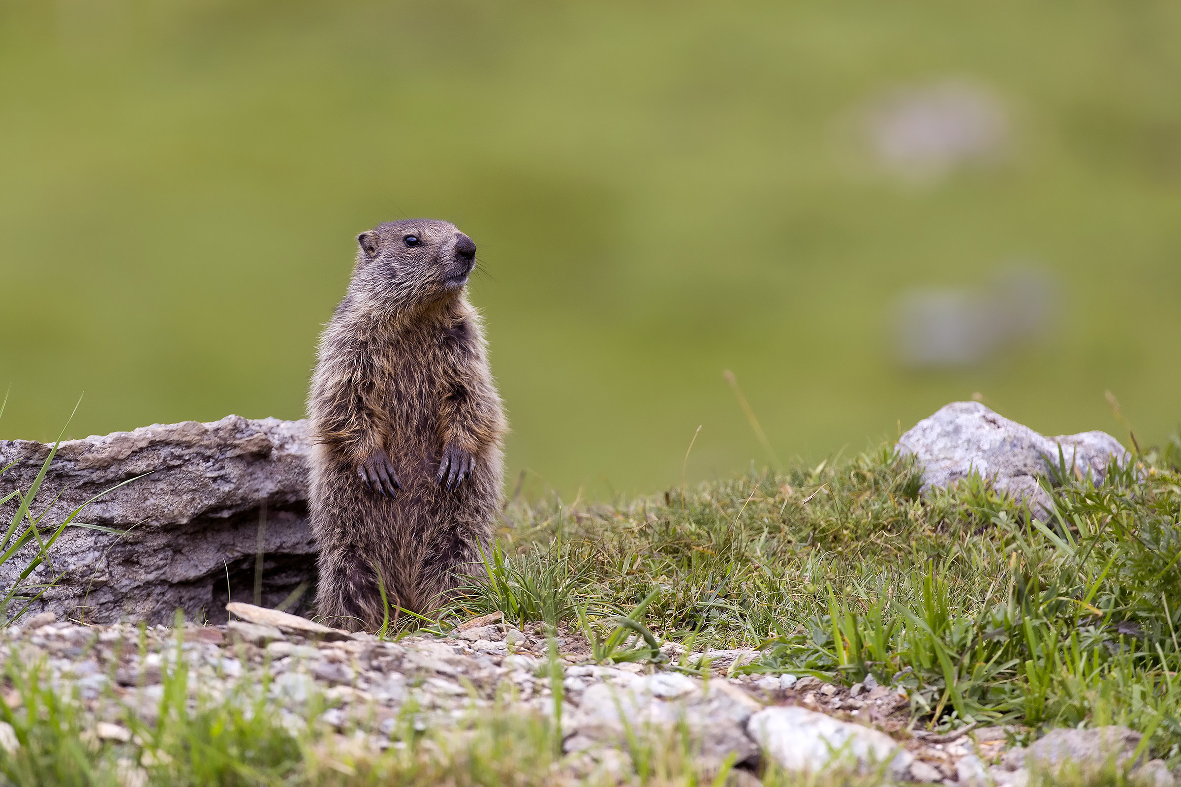 Marmotta