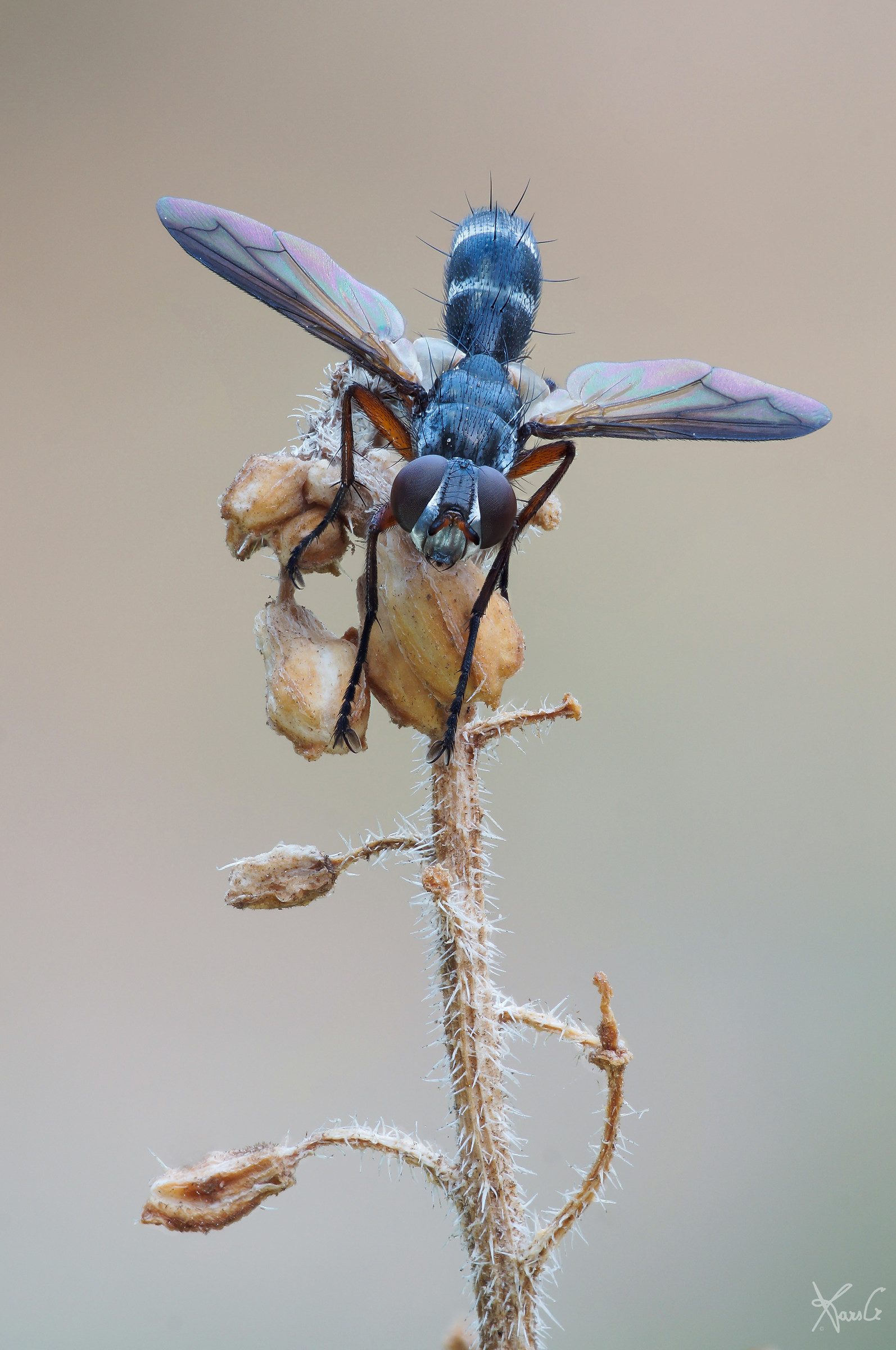 La cylindromyia all'alba