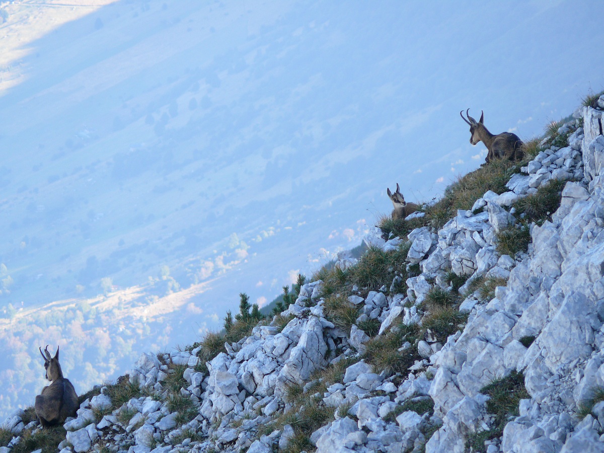 Camosci .... al risveglio
