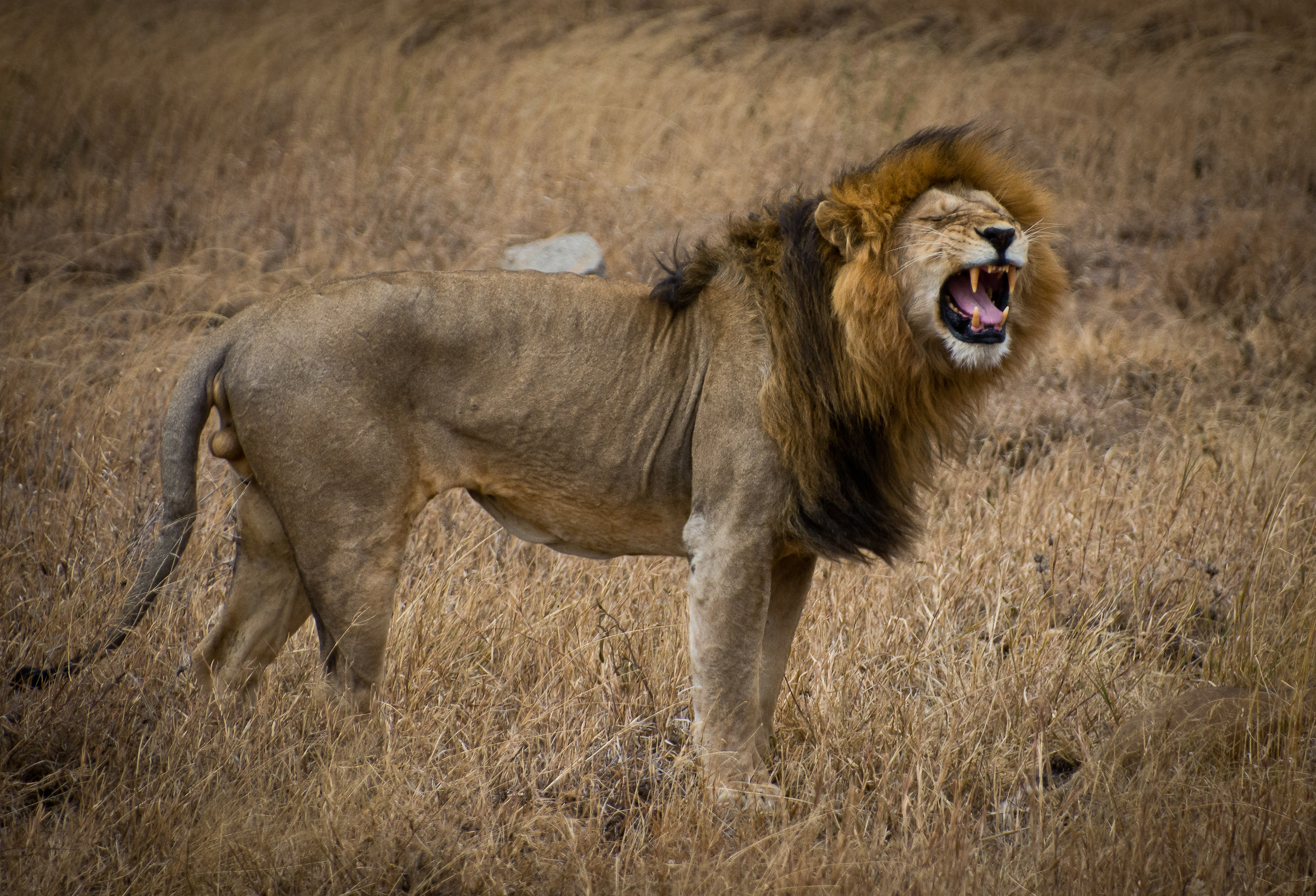 In the evening lions lions, in the morning ... also.