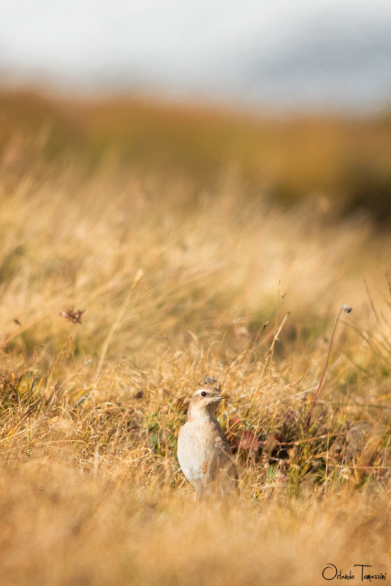Culbianco di fine estate