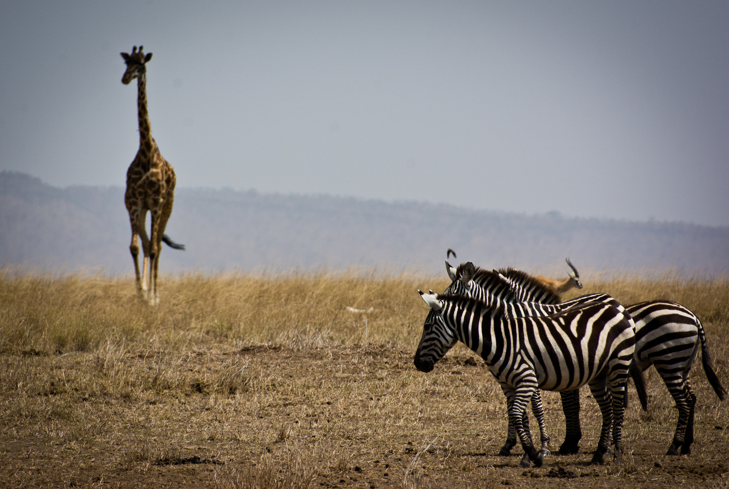 Meeting between the pacifists of Savannah