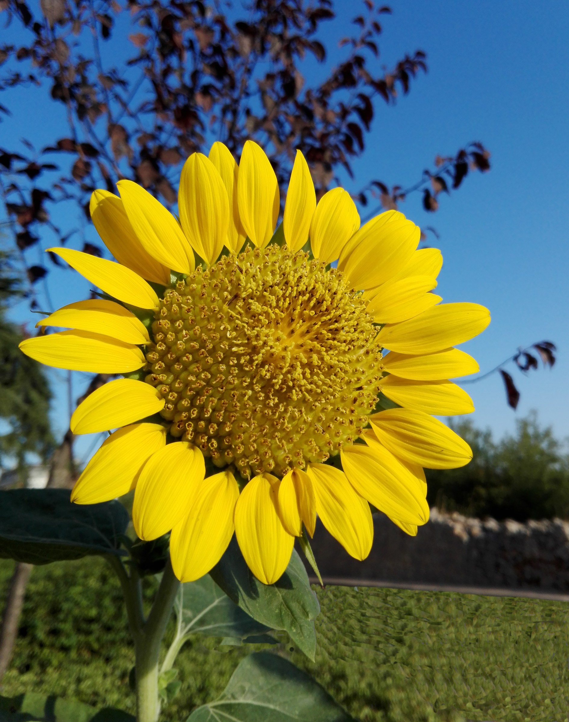 Girasole adorante