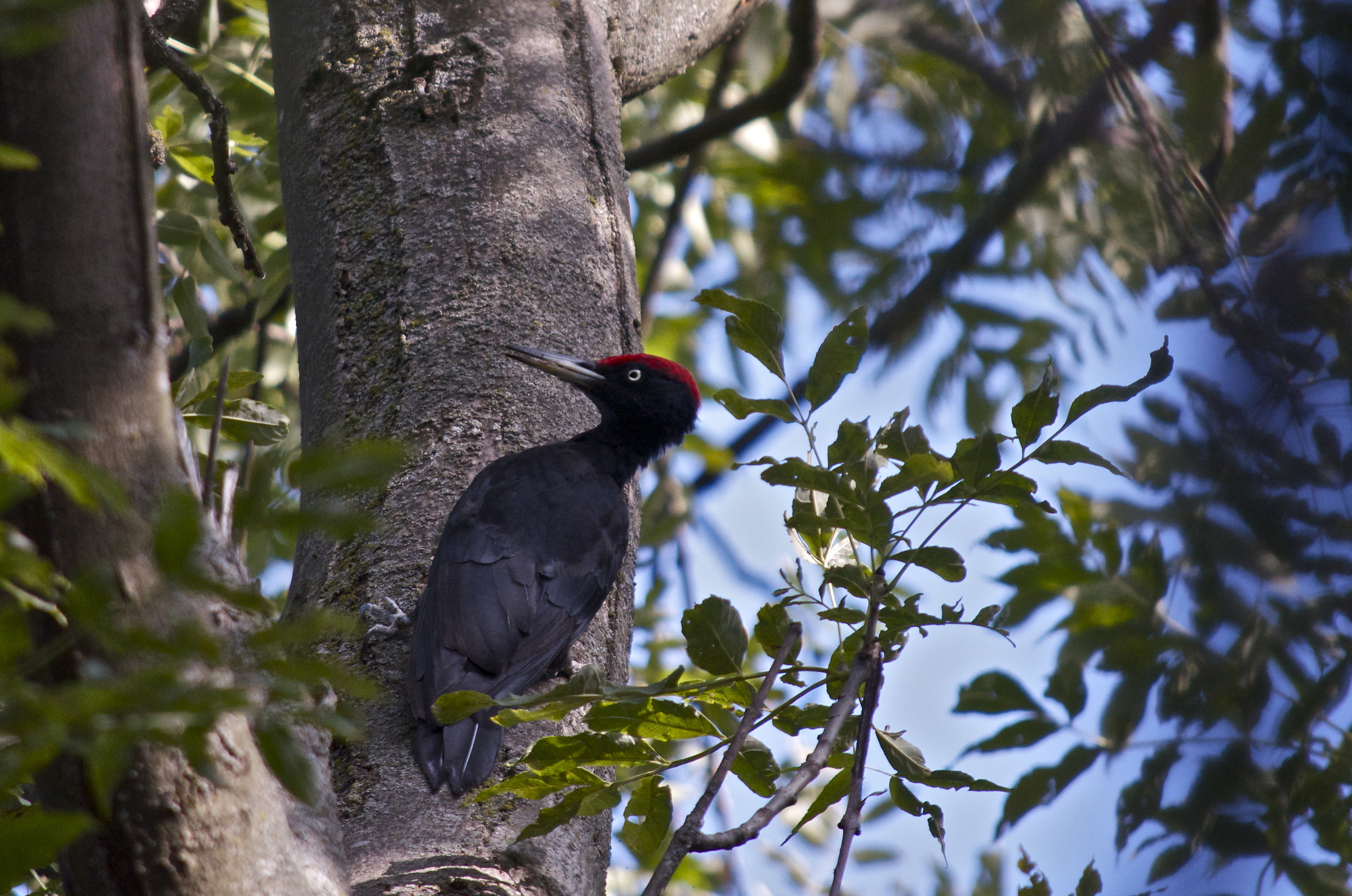 Woodpecker at the Field of Flowers