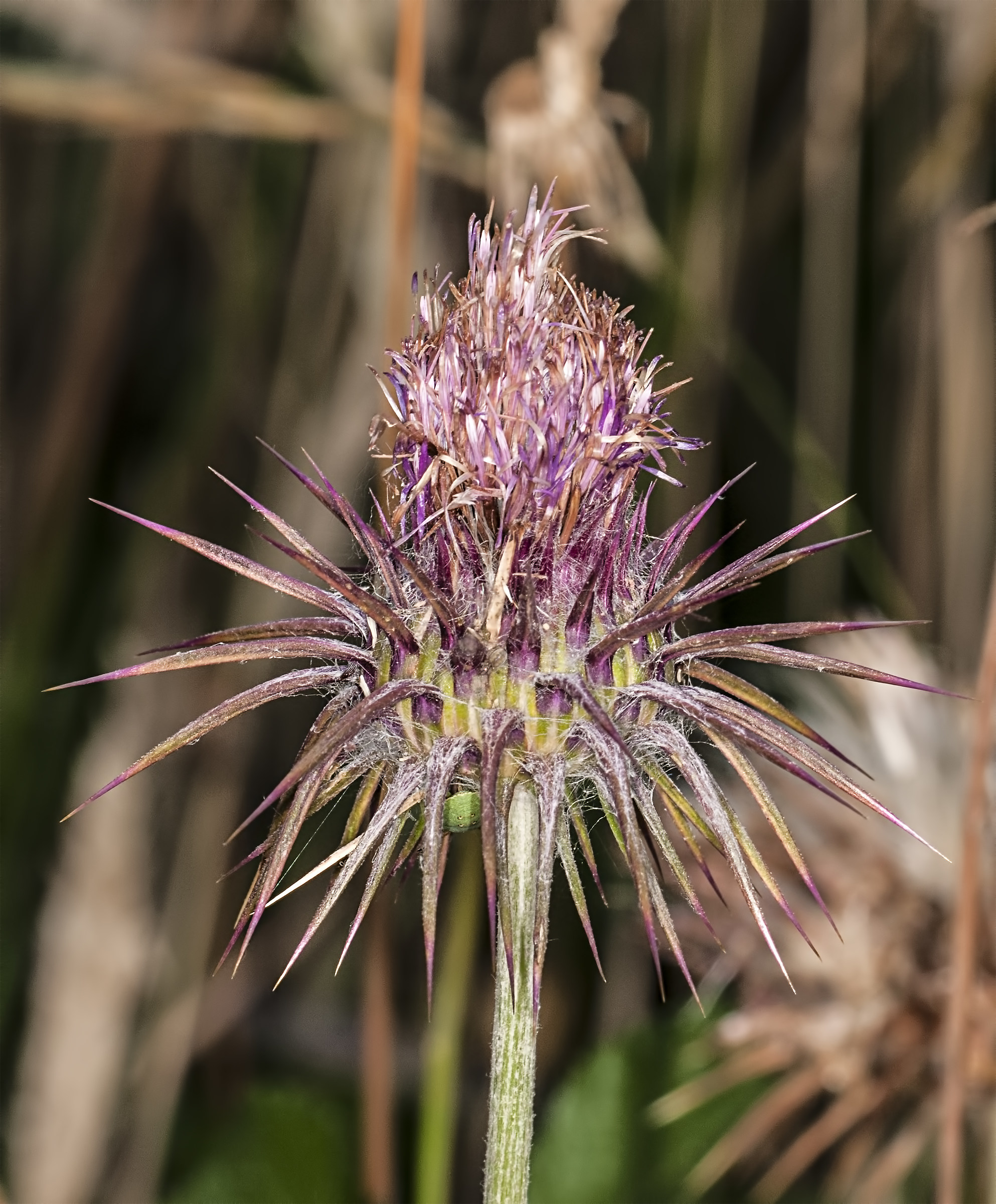 Cirsium palustre
