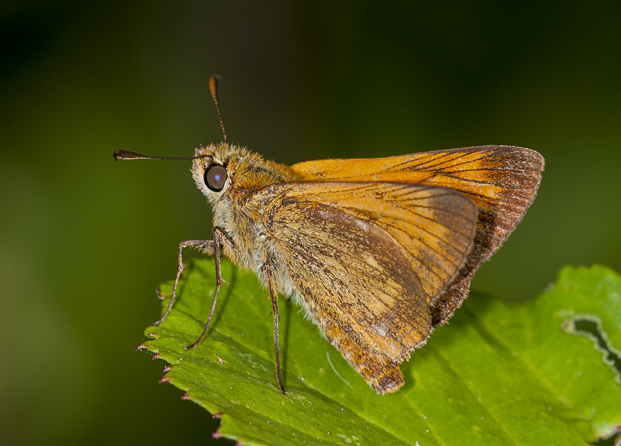 Thymelicus lineola
