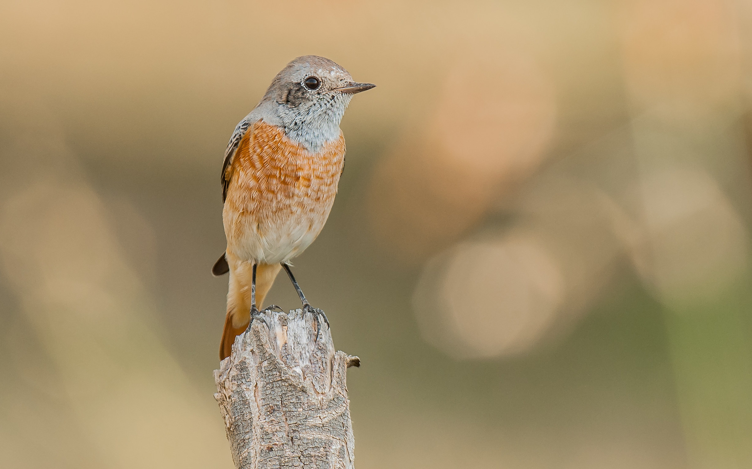 redstart