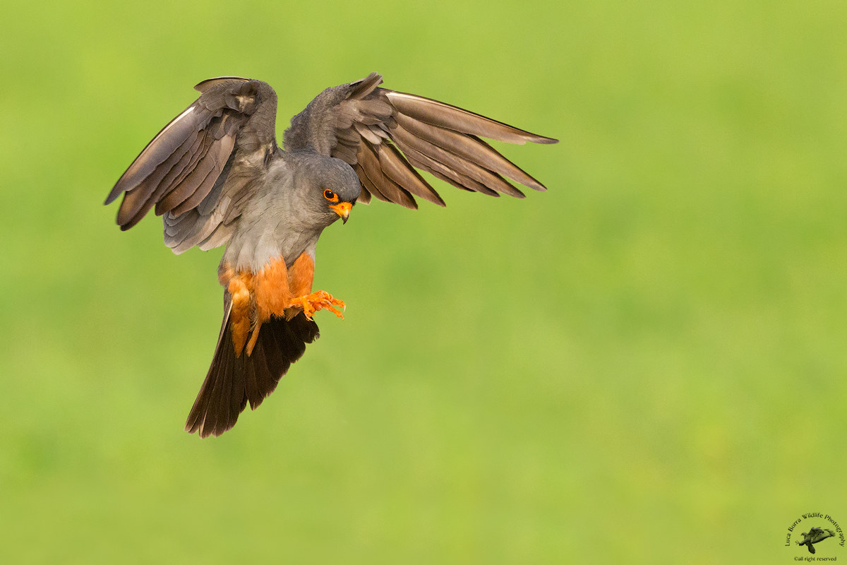 Landing - Falco Cuculo M