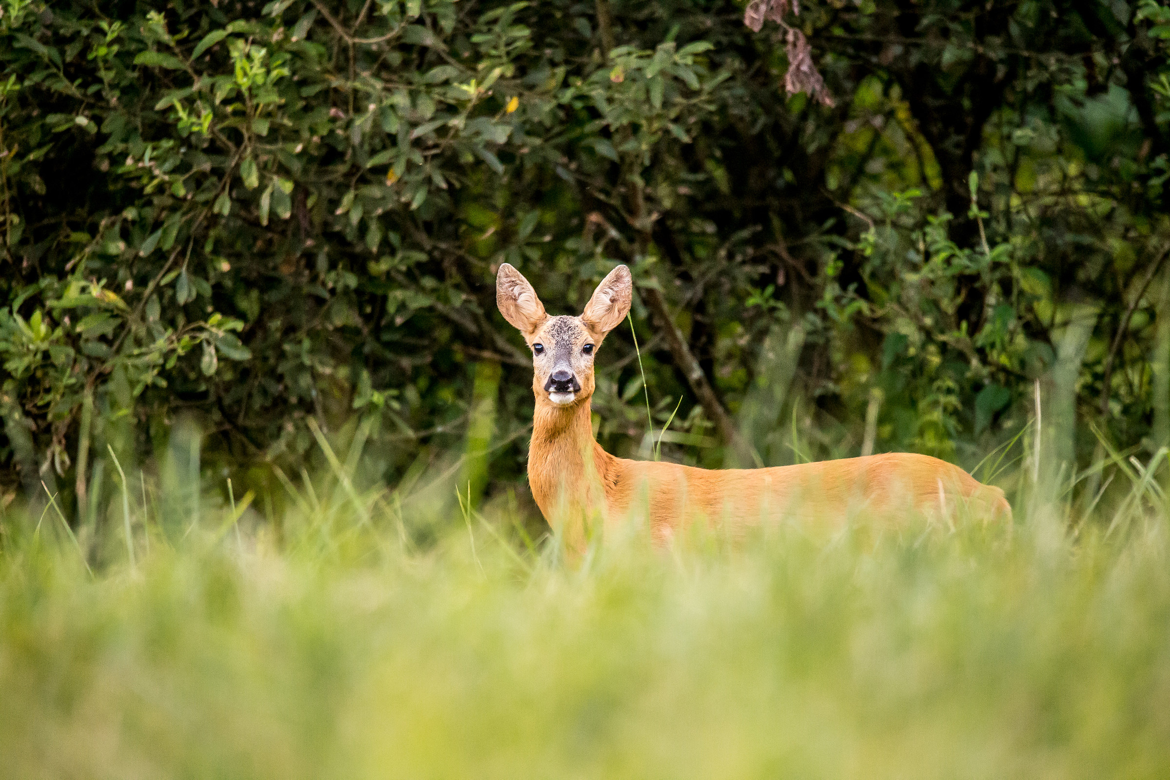 Roe deer F at sunset