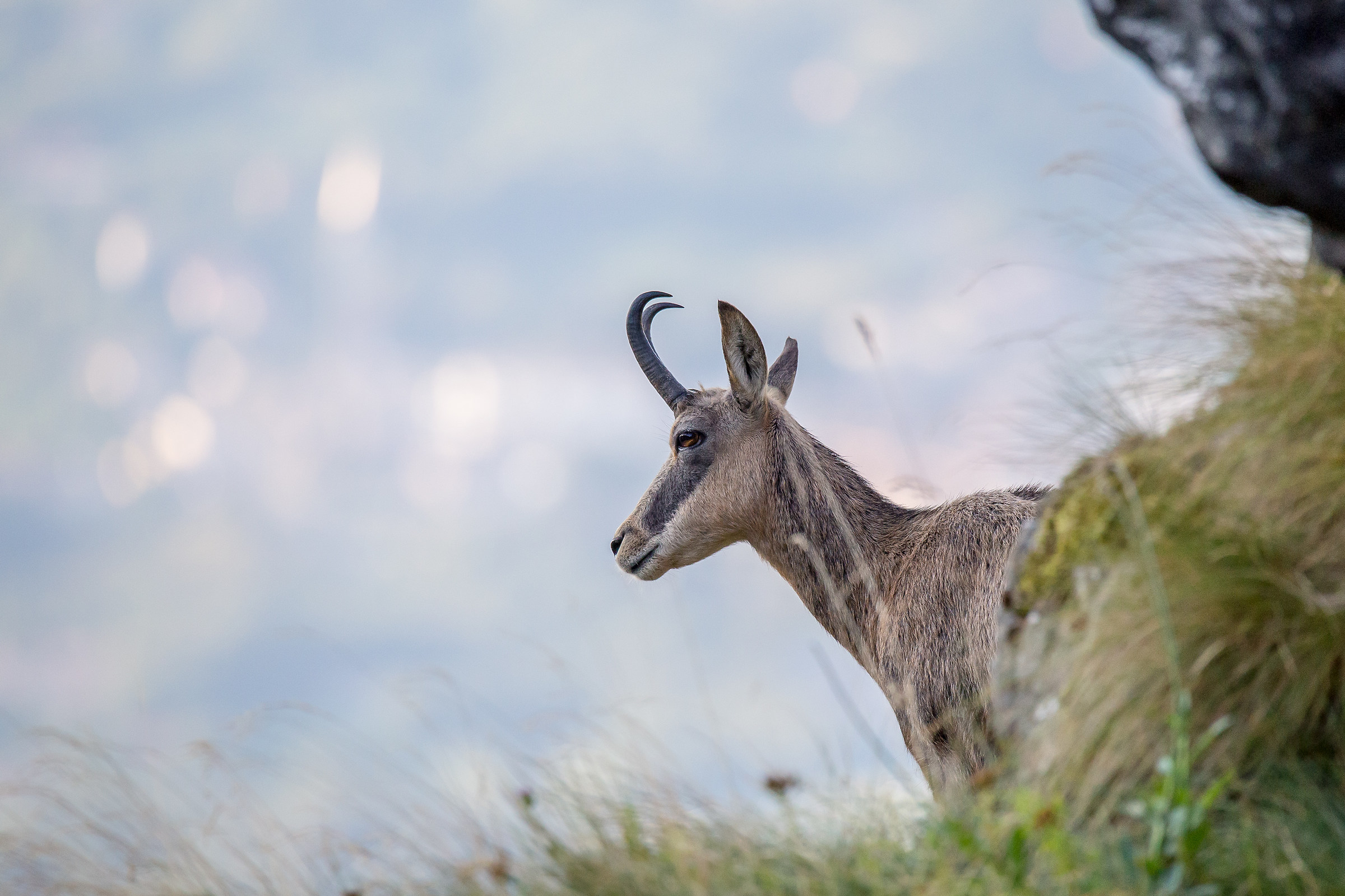 chamois