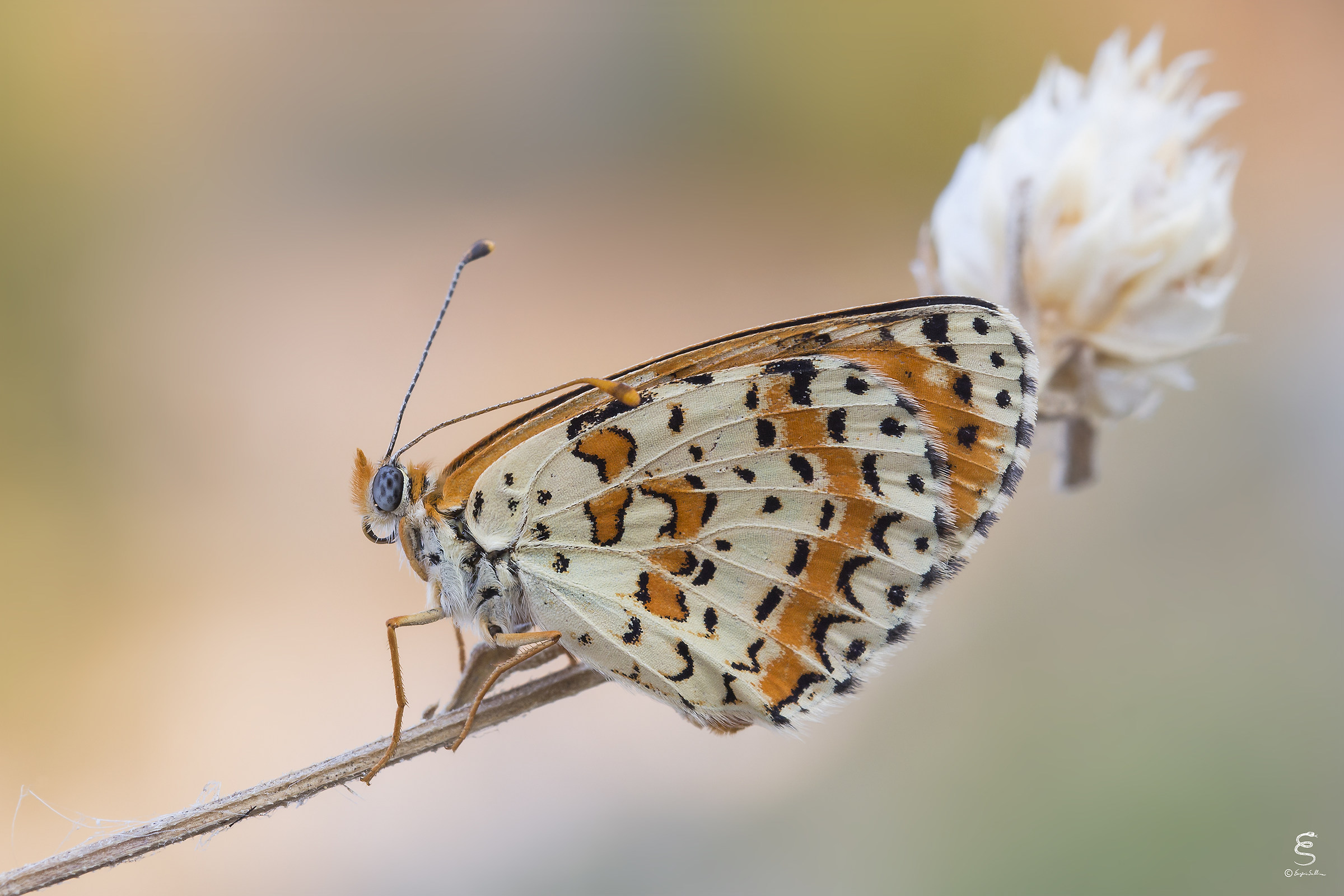 Melitaea didyma