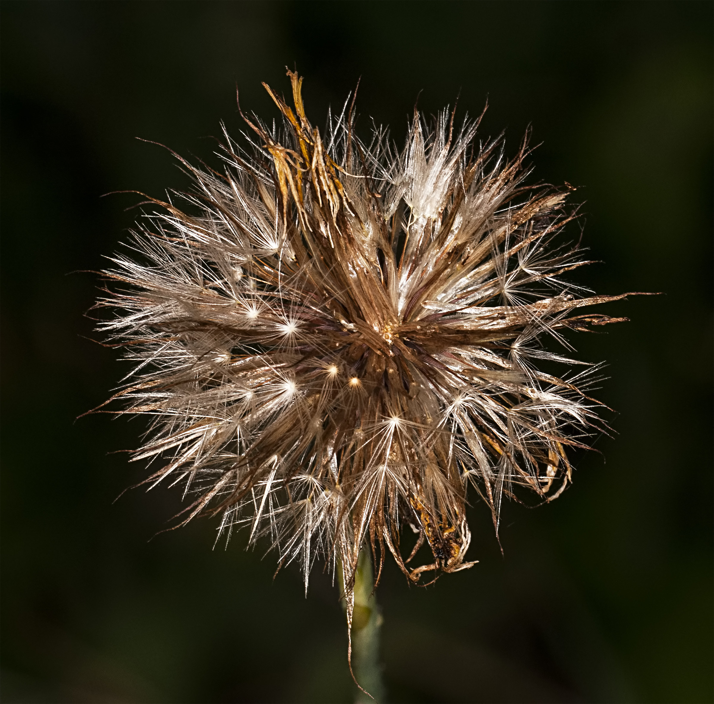 Taraxacum officinale