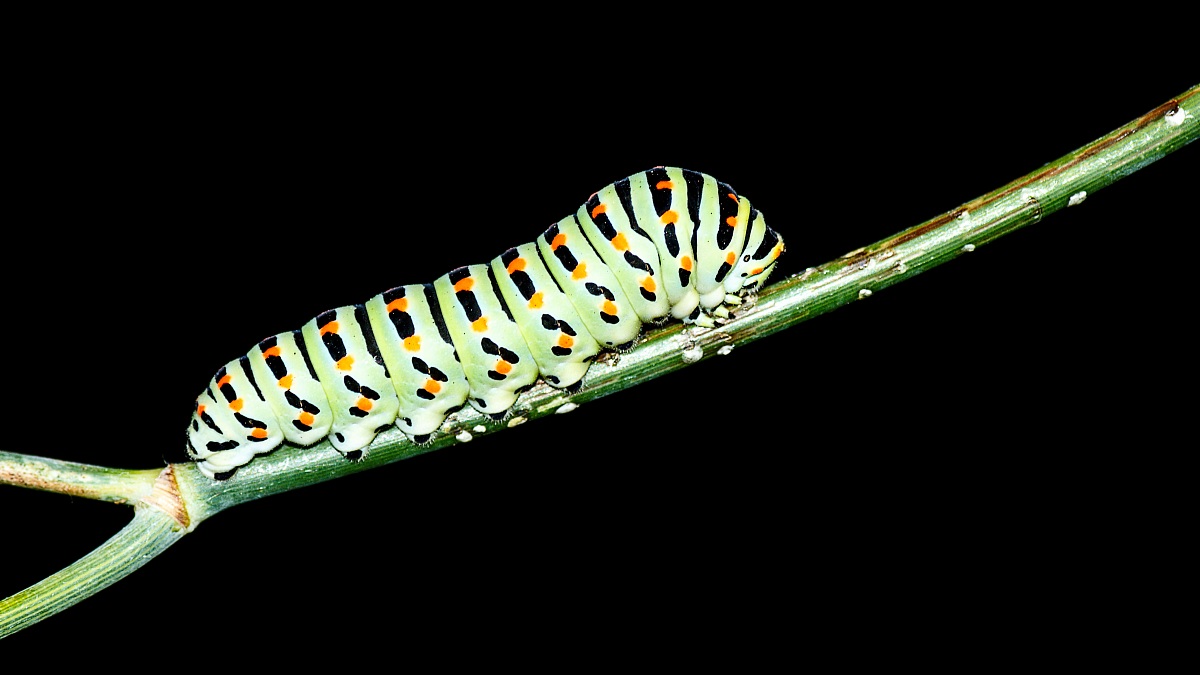 Caterpillar