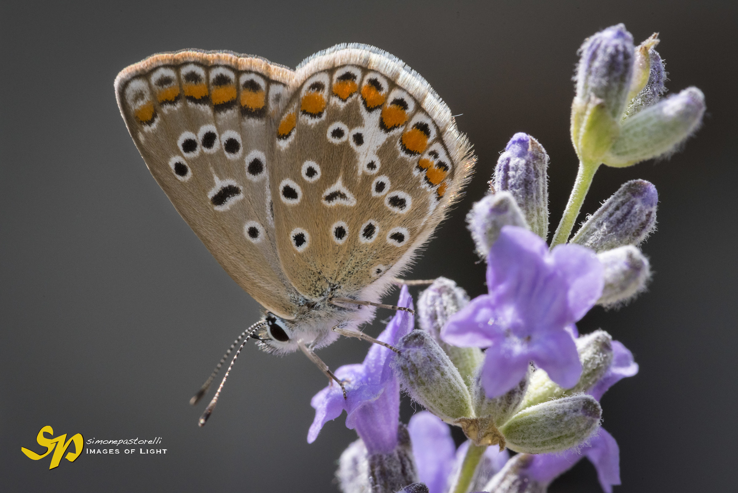 Macro 2017 - Butterfly