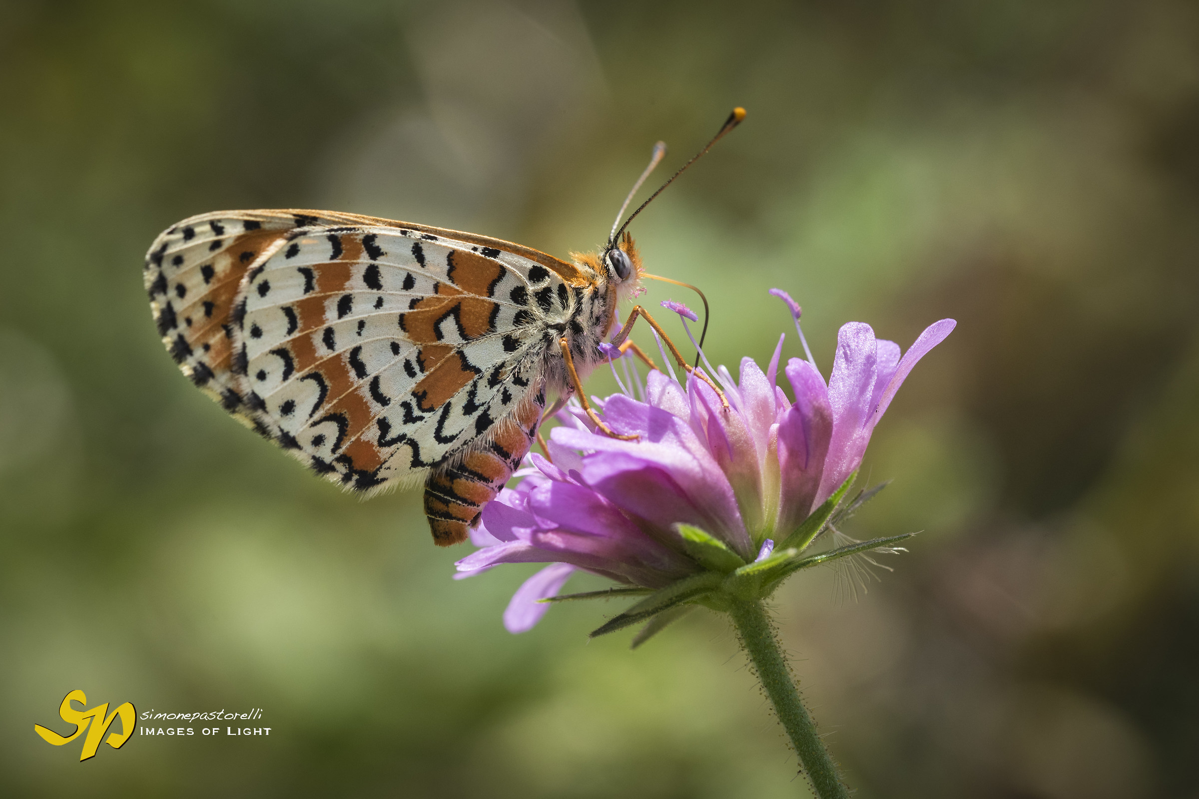 Macro 2017 - Butterfly and flower