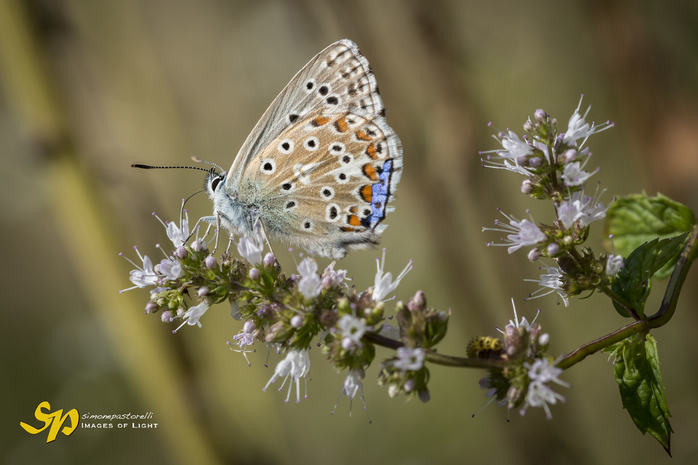 Macro 2017 - Dead butterfly