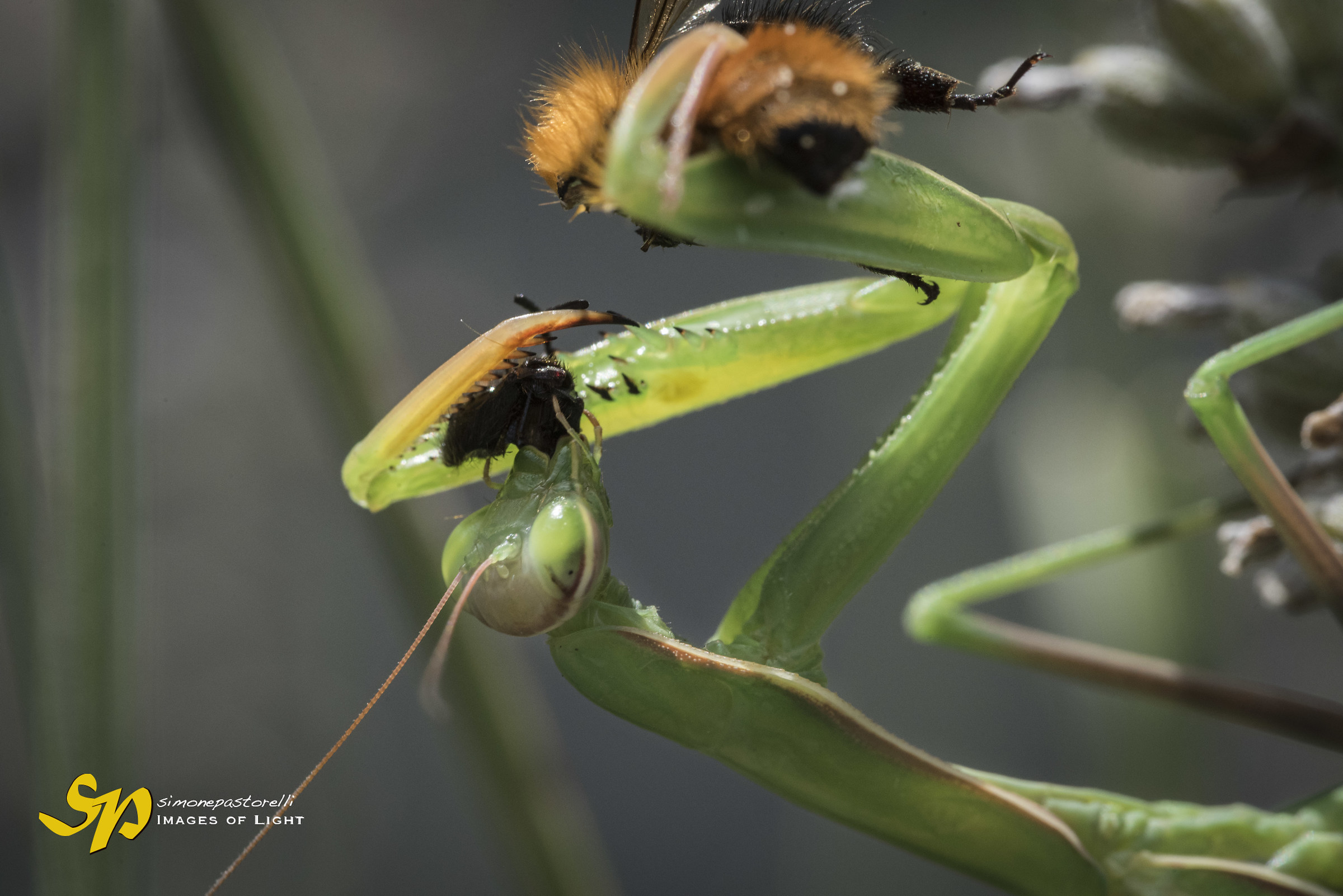 Macro 2017 - The Snack