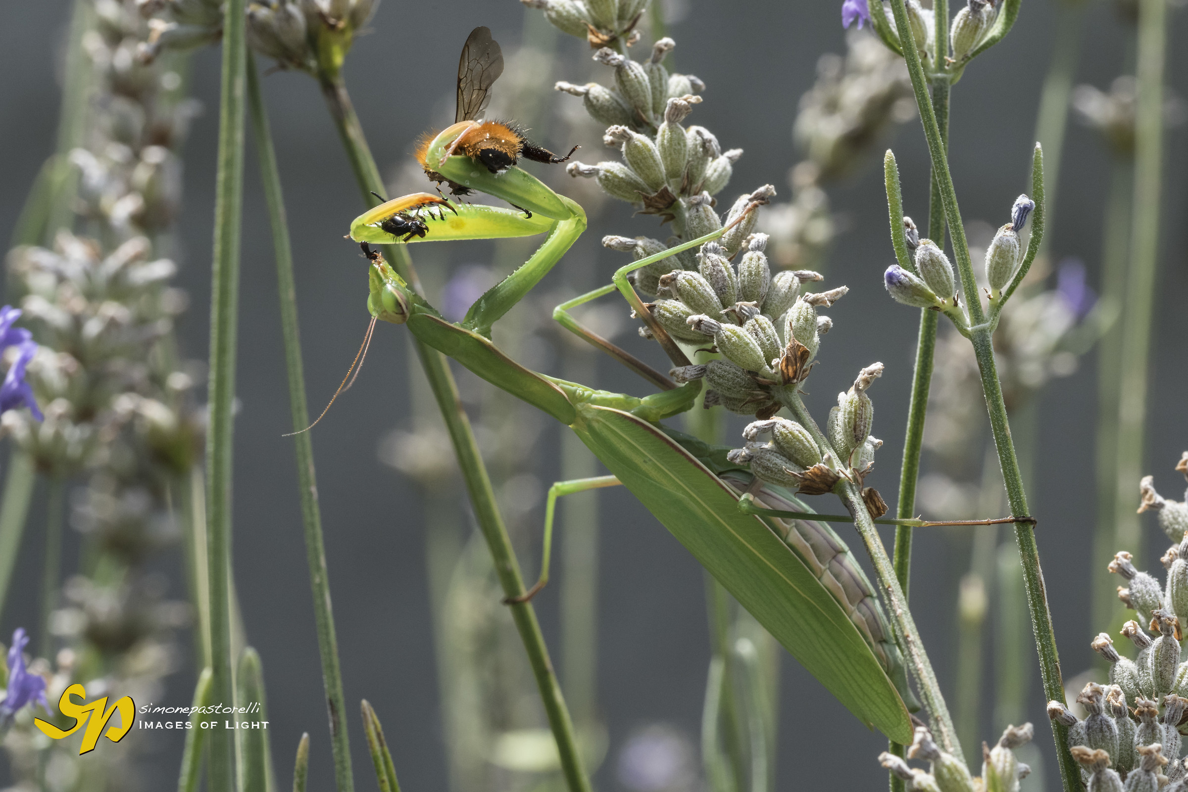 Macro 2017 - Midsummer Lunch