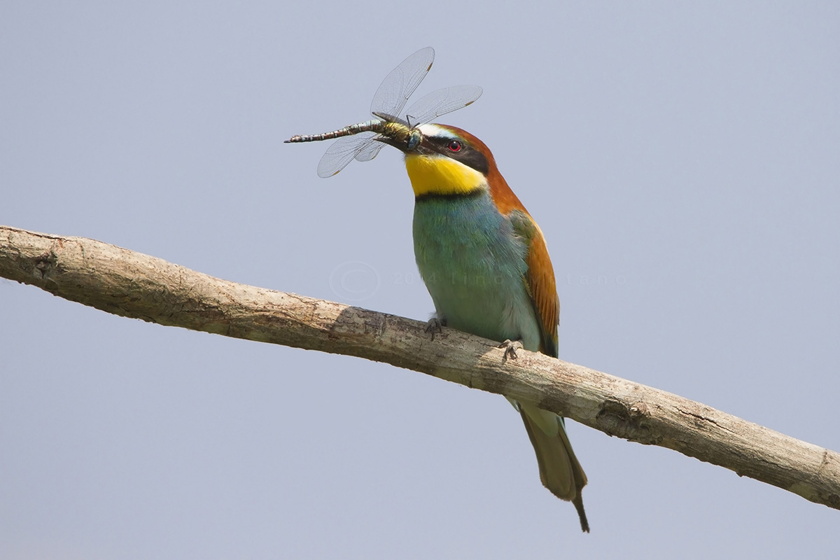 Bee eater