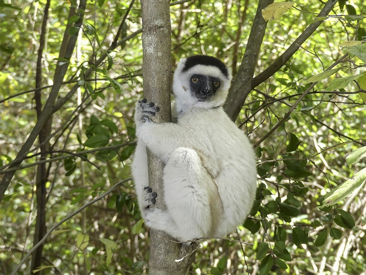 Lemure sifaka Parco Isalo Madagascar