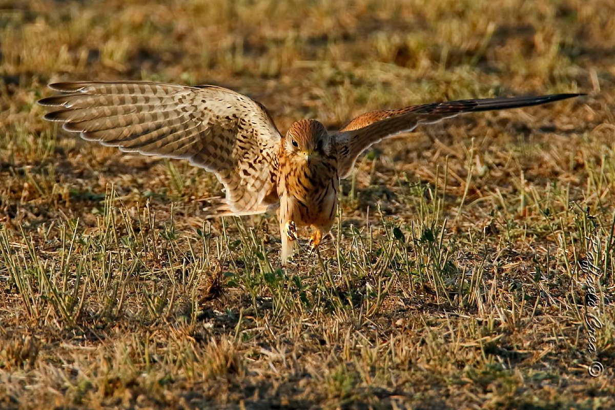 Keeper Female: The Hunting