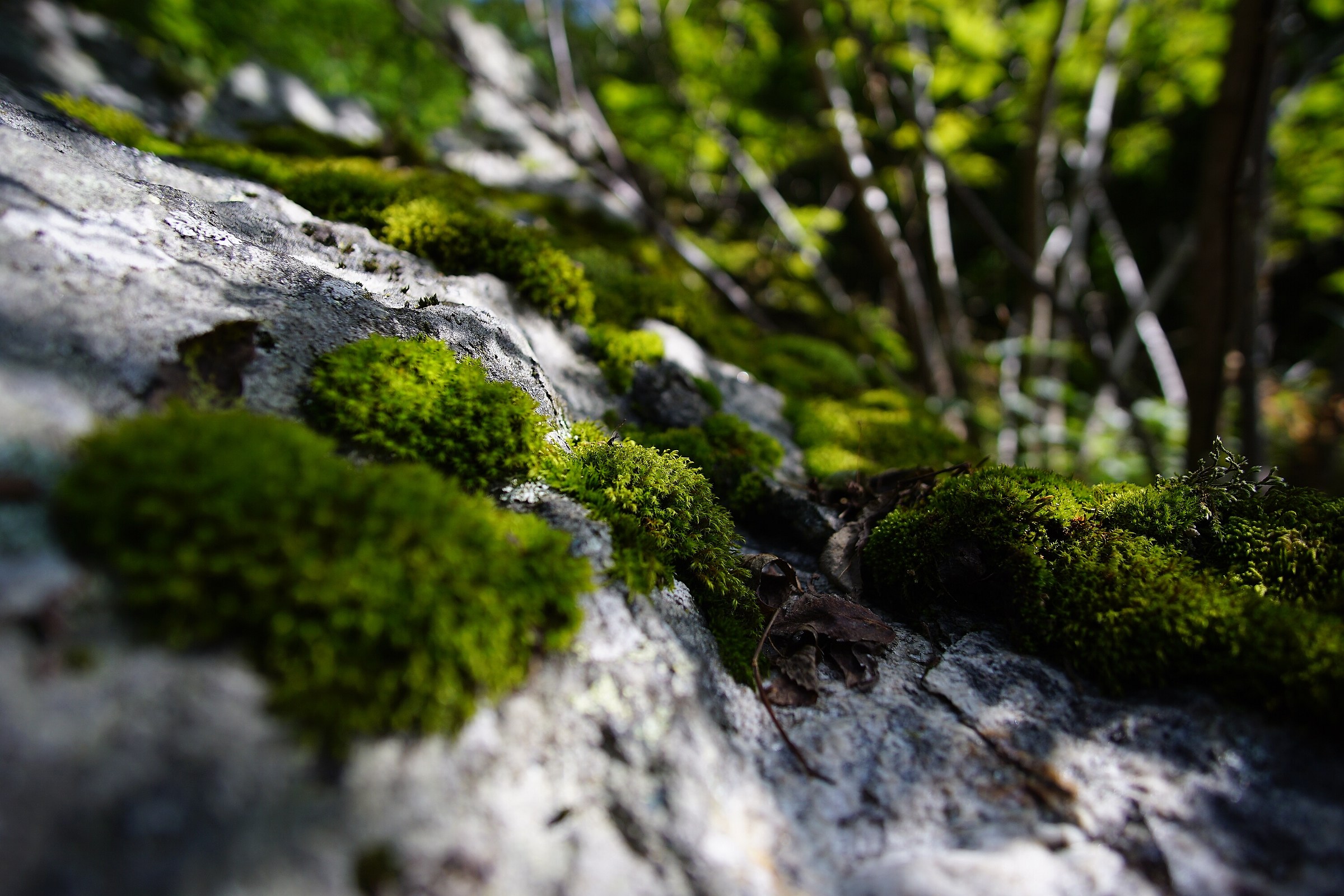 Un mondo in Miniatura...