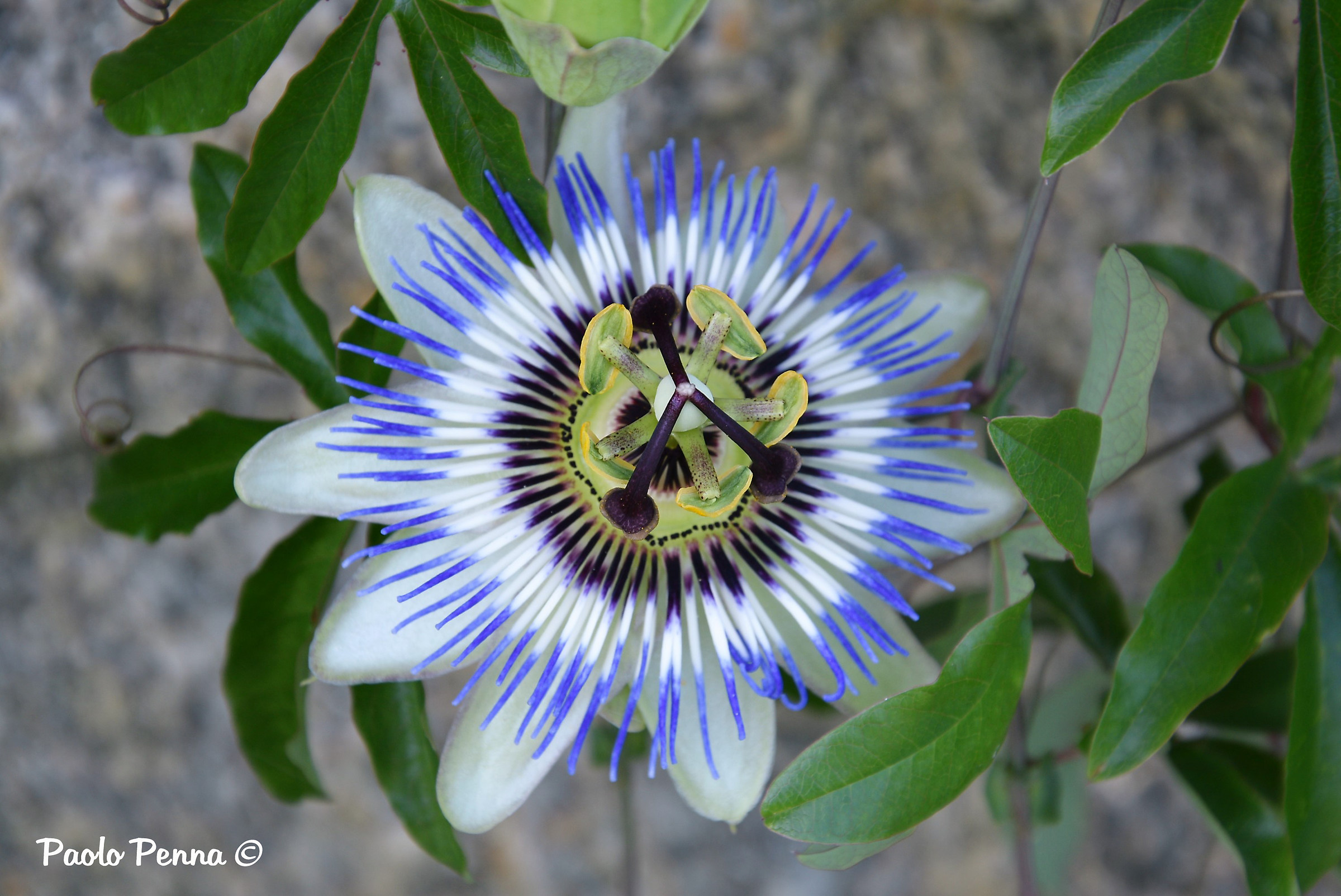passiflora