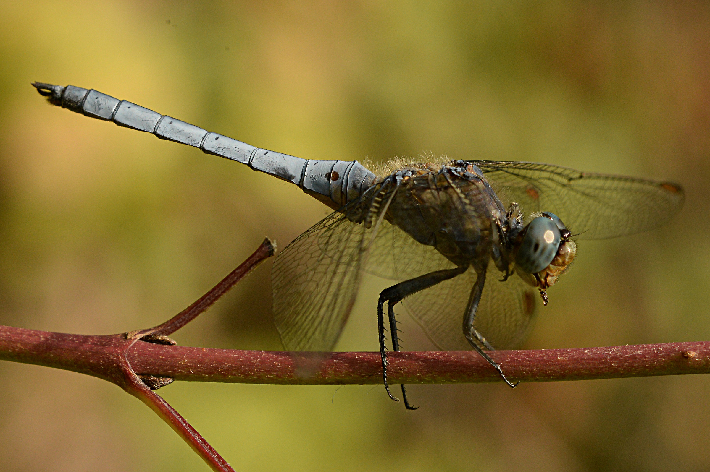 libellula280817_4