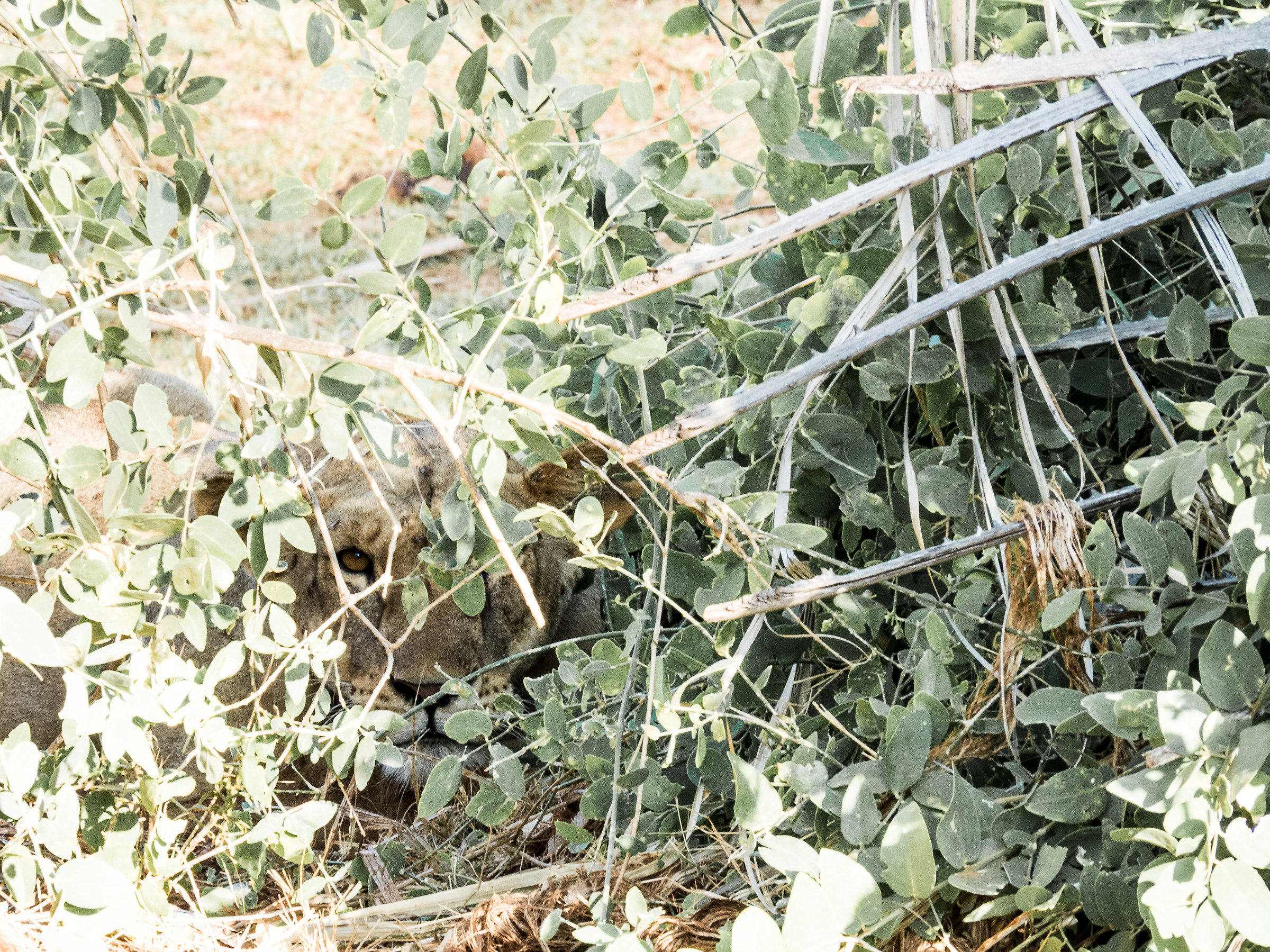 Ti tengo d'occhio...