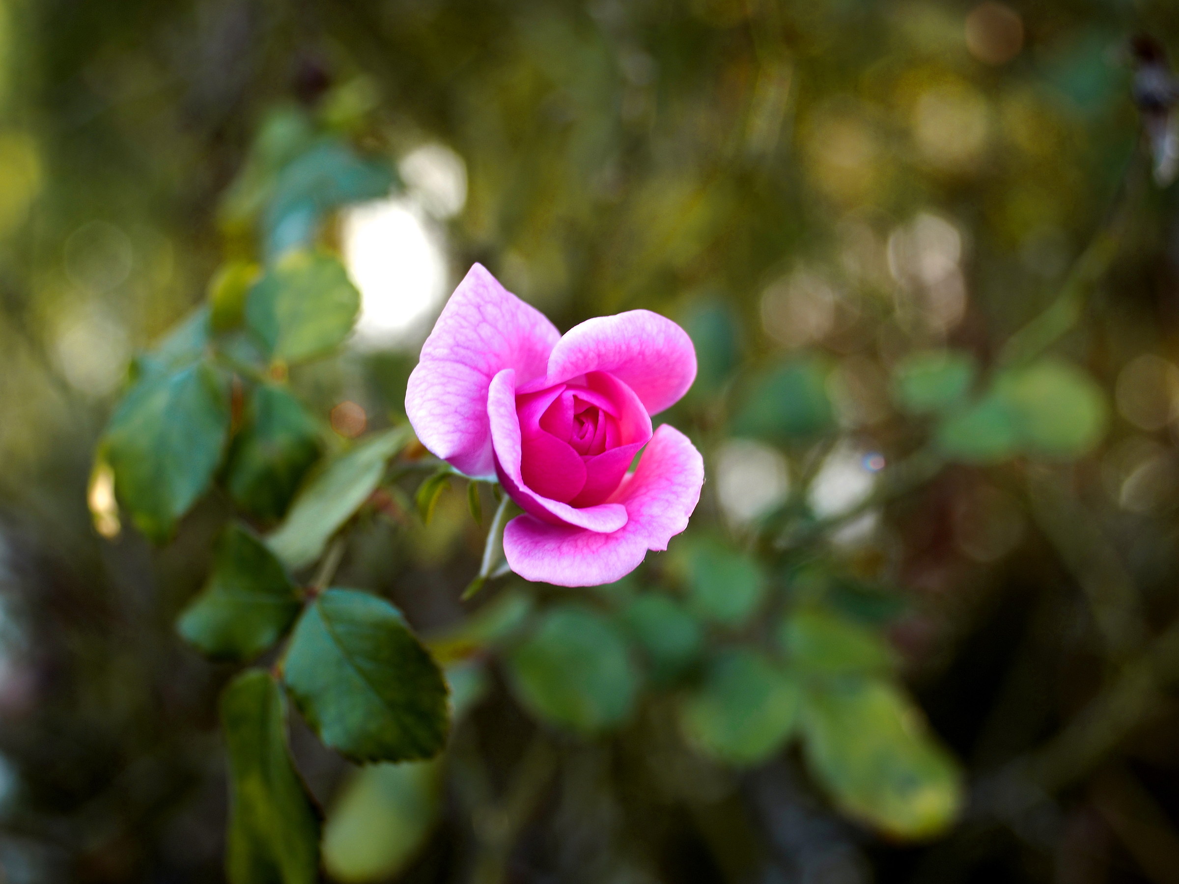 Vivitar 28mm f / 2.8 (Olympus OM)