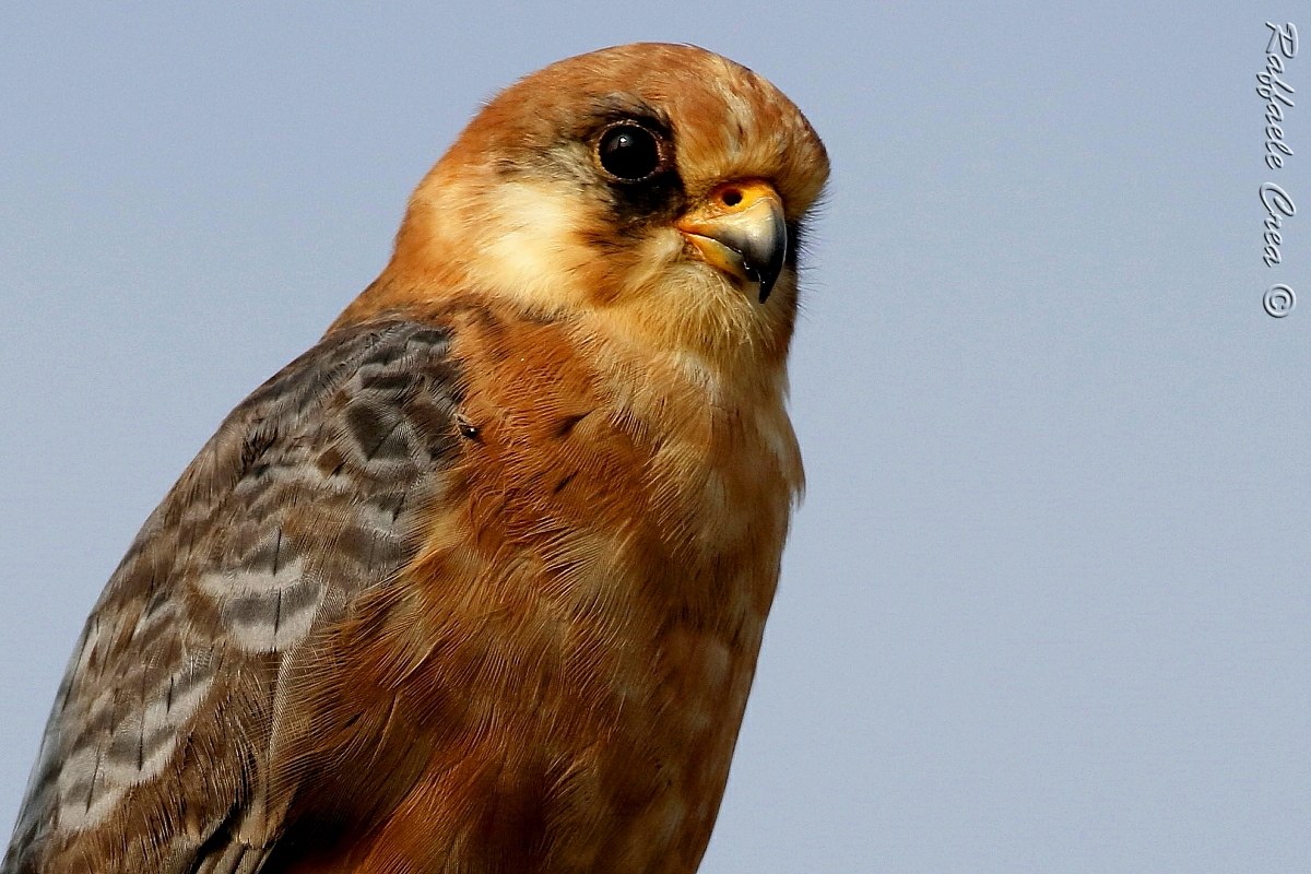 Falcon Cuculo Female: Portrait