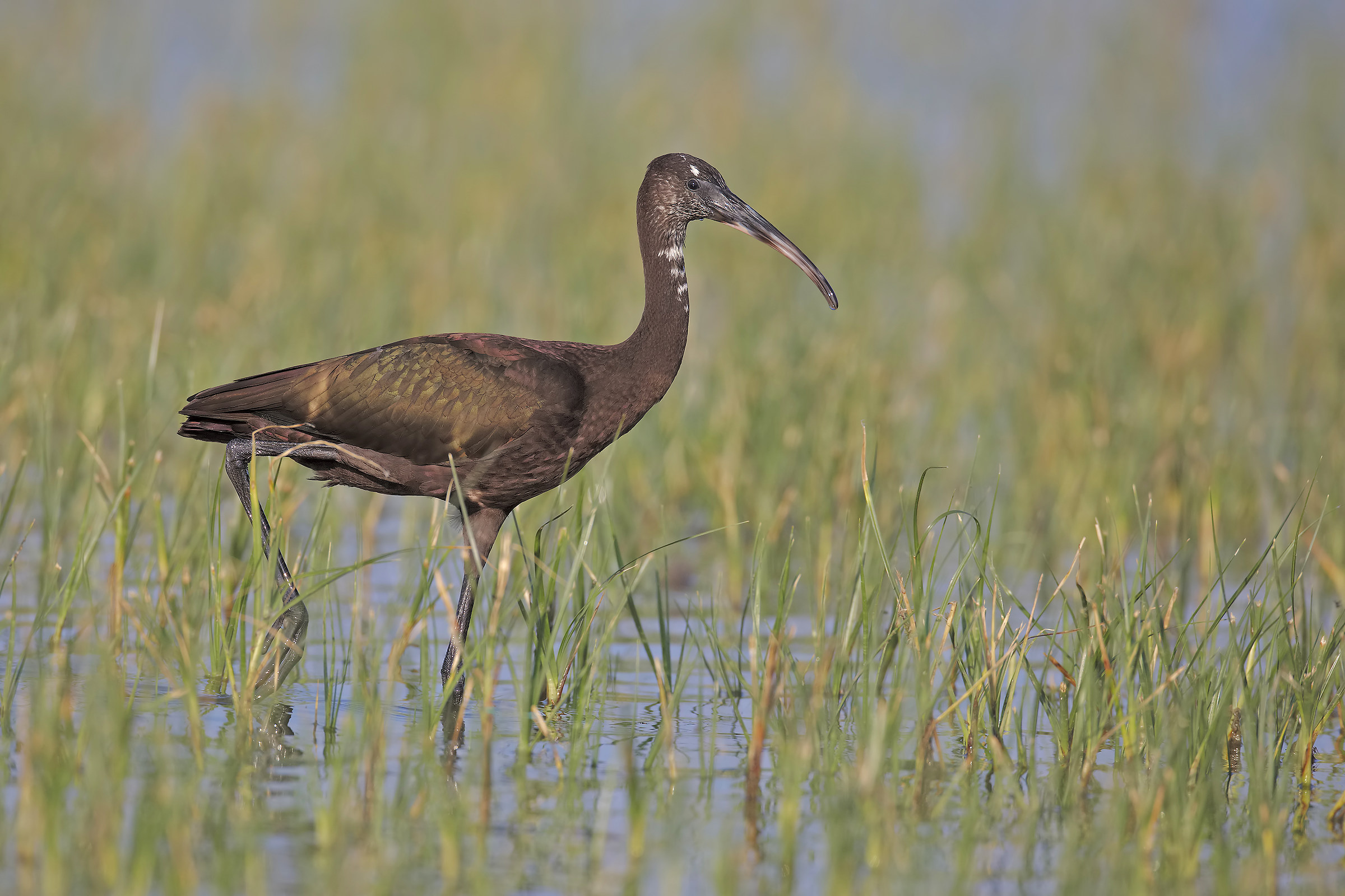 Glossy Ibis