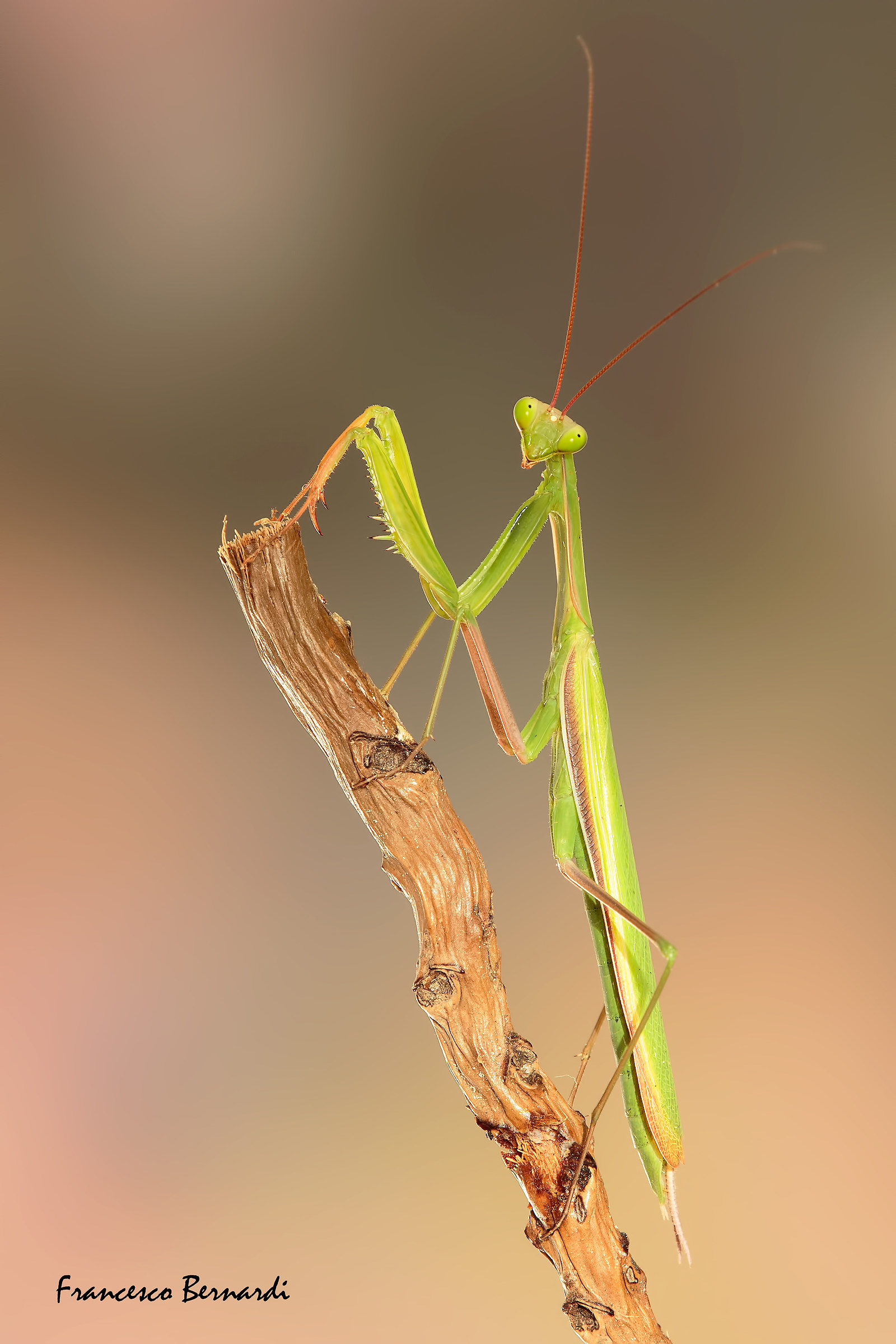 Praying mantis