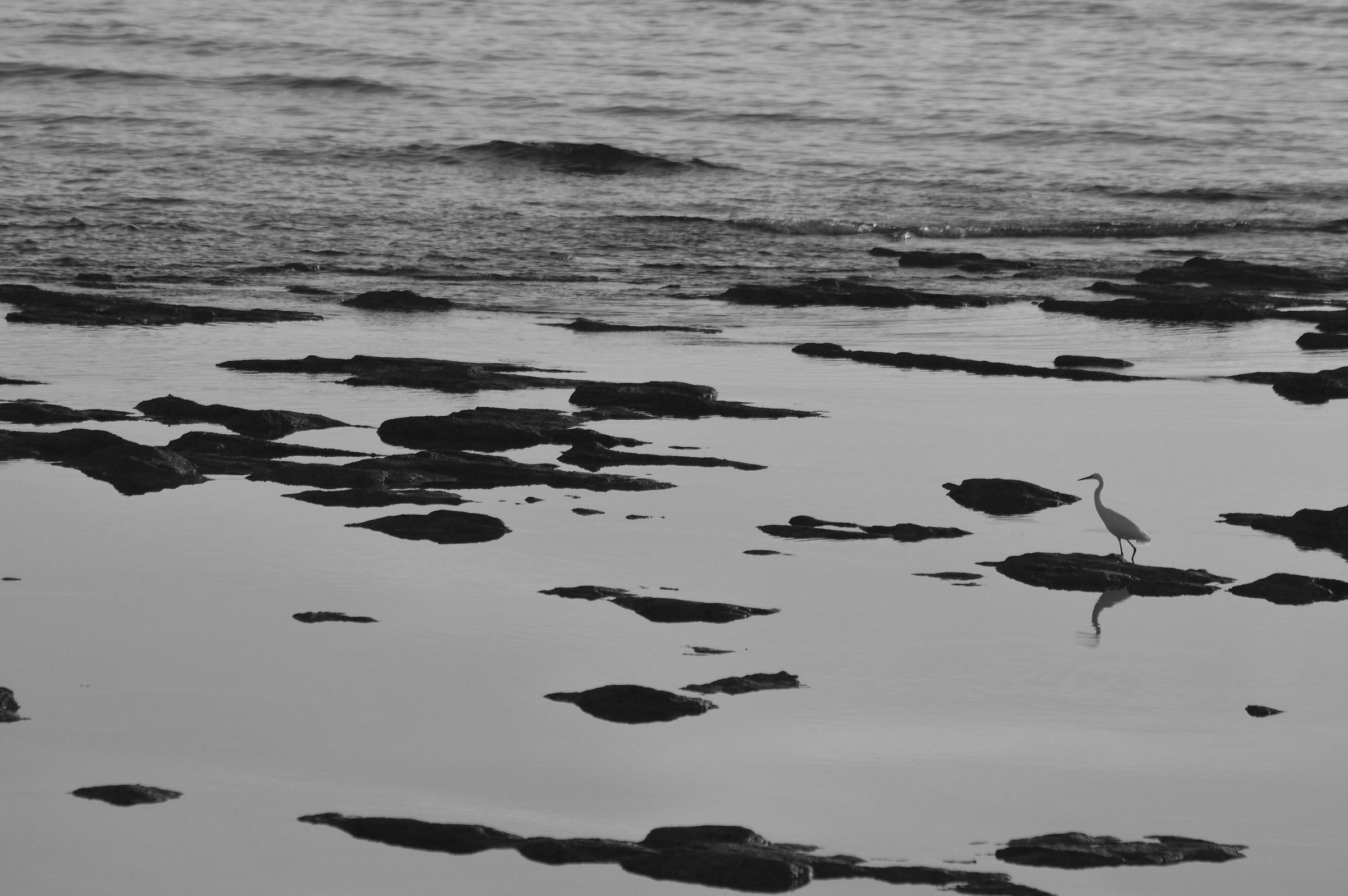 Little Egret and Sunset