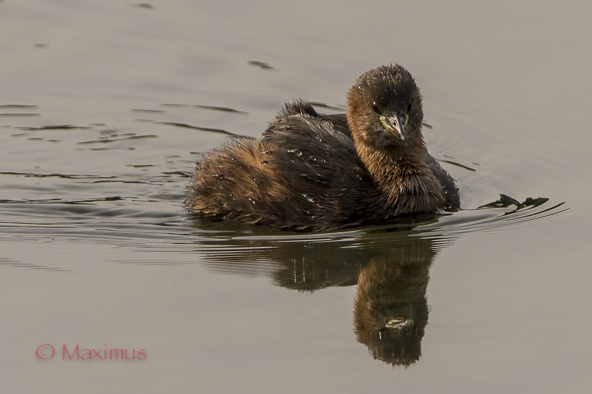 .. giovane tuffetto spettinato..
