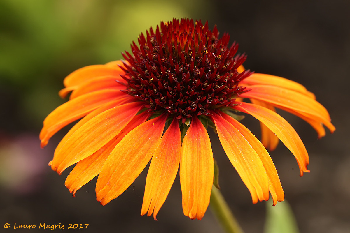 Flame Thrower (Echinacea purpurea)