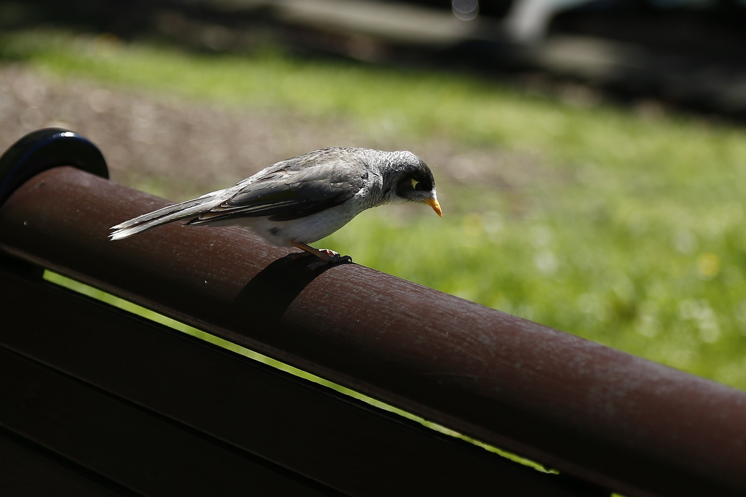 Cercando un po' di cibo