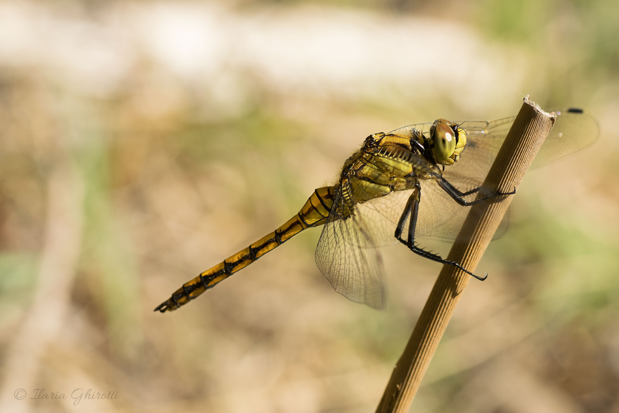 Sympetrum Sanguineum