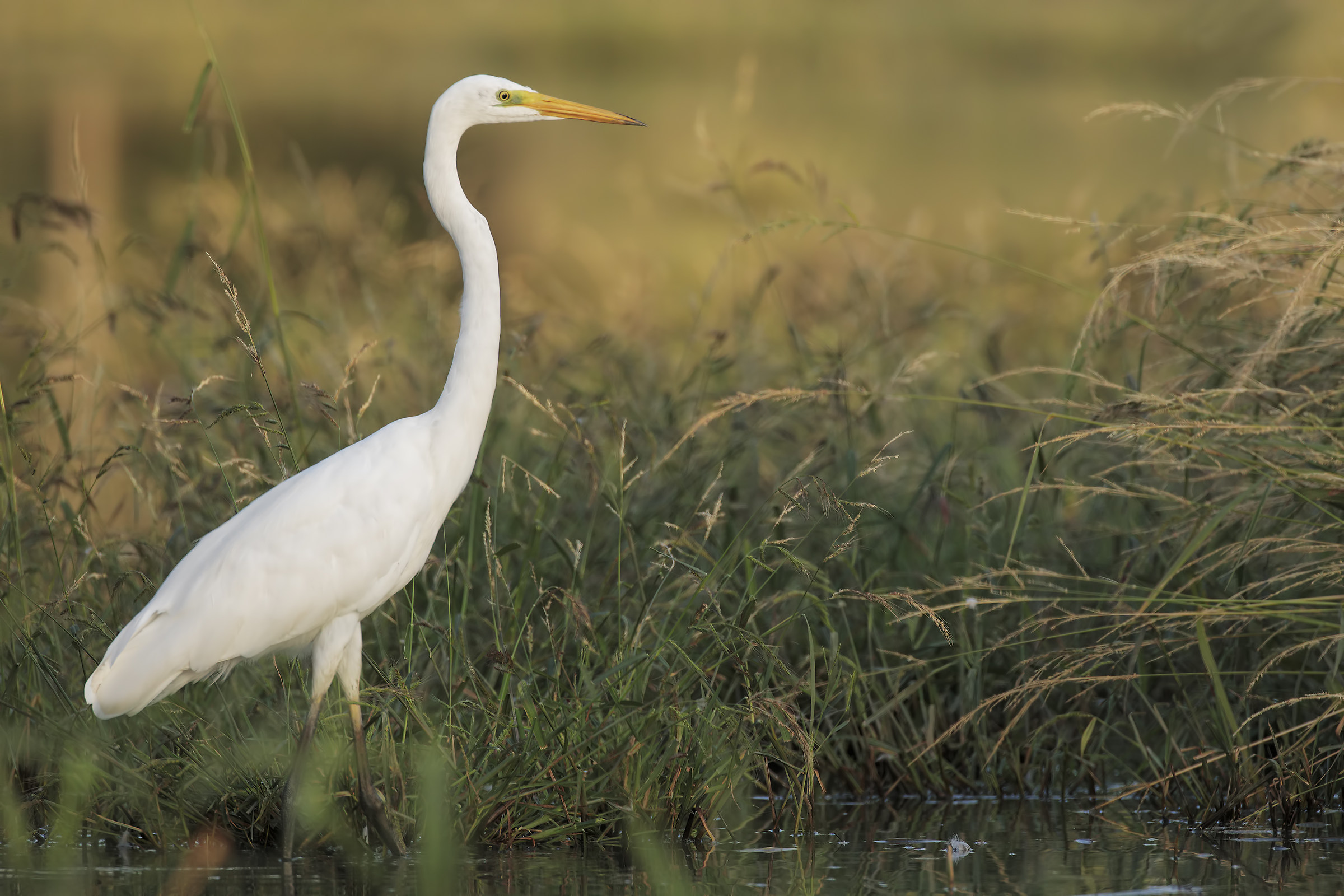 Heron at the trajectory