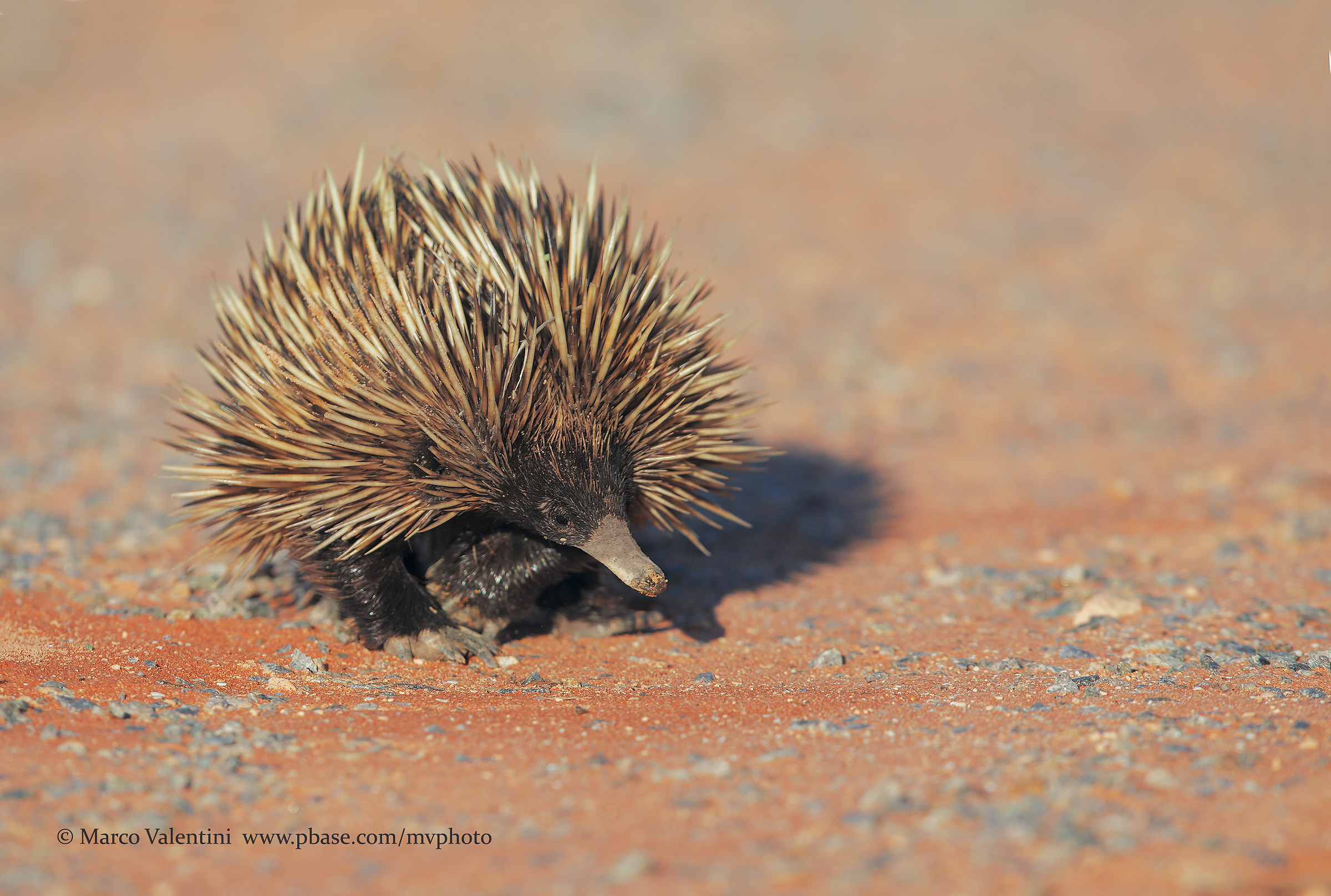 Echidna walking