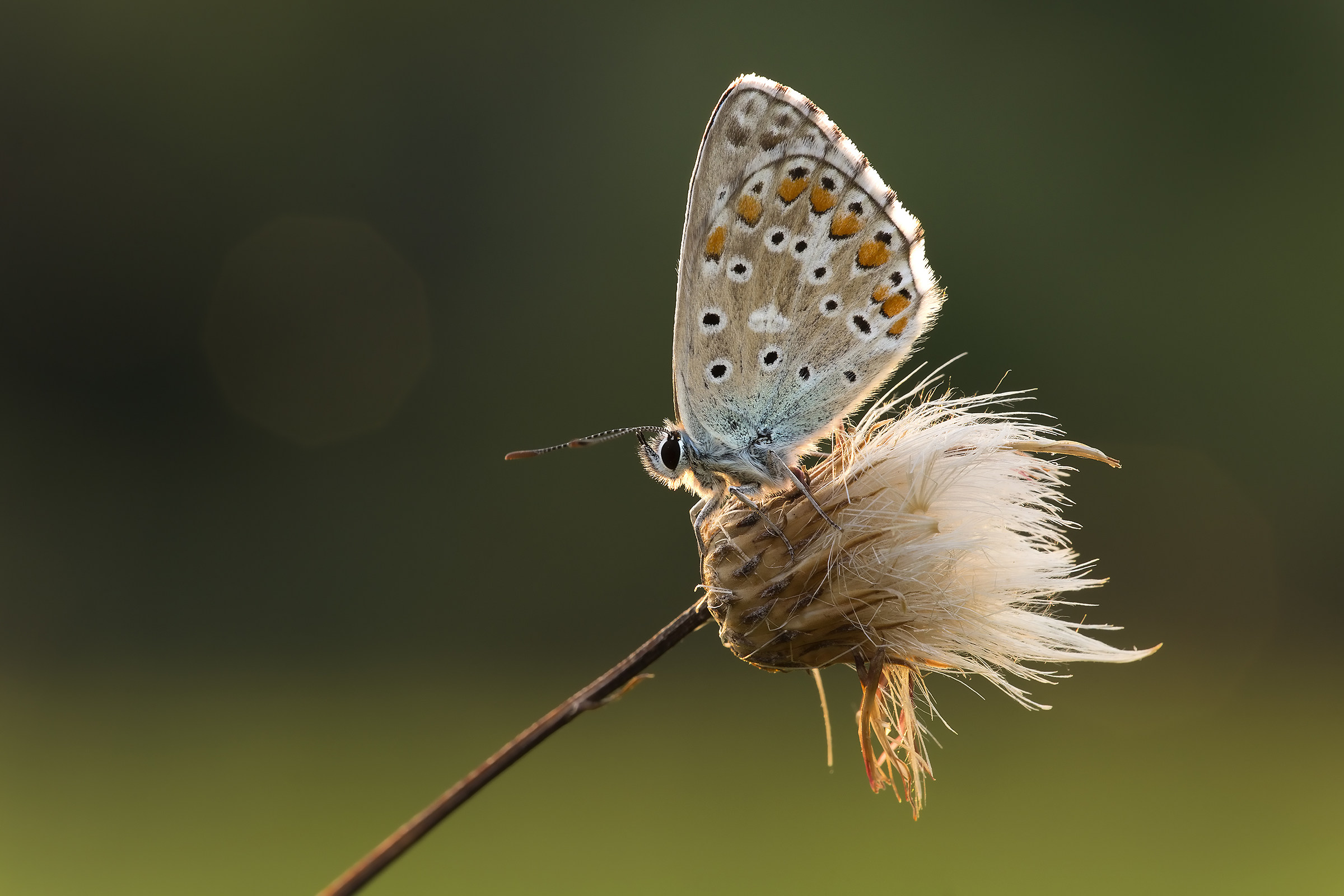Polyommatus icarus