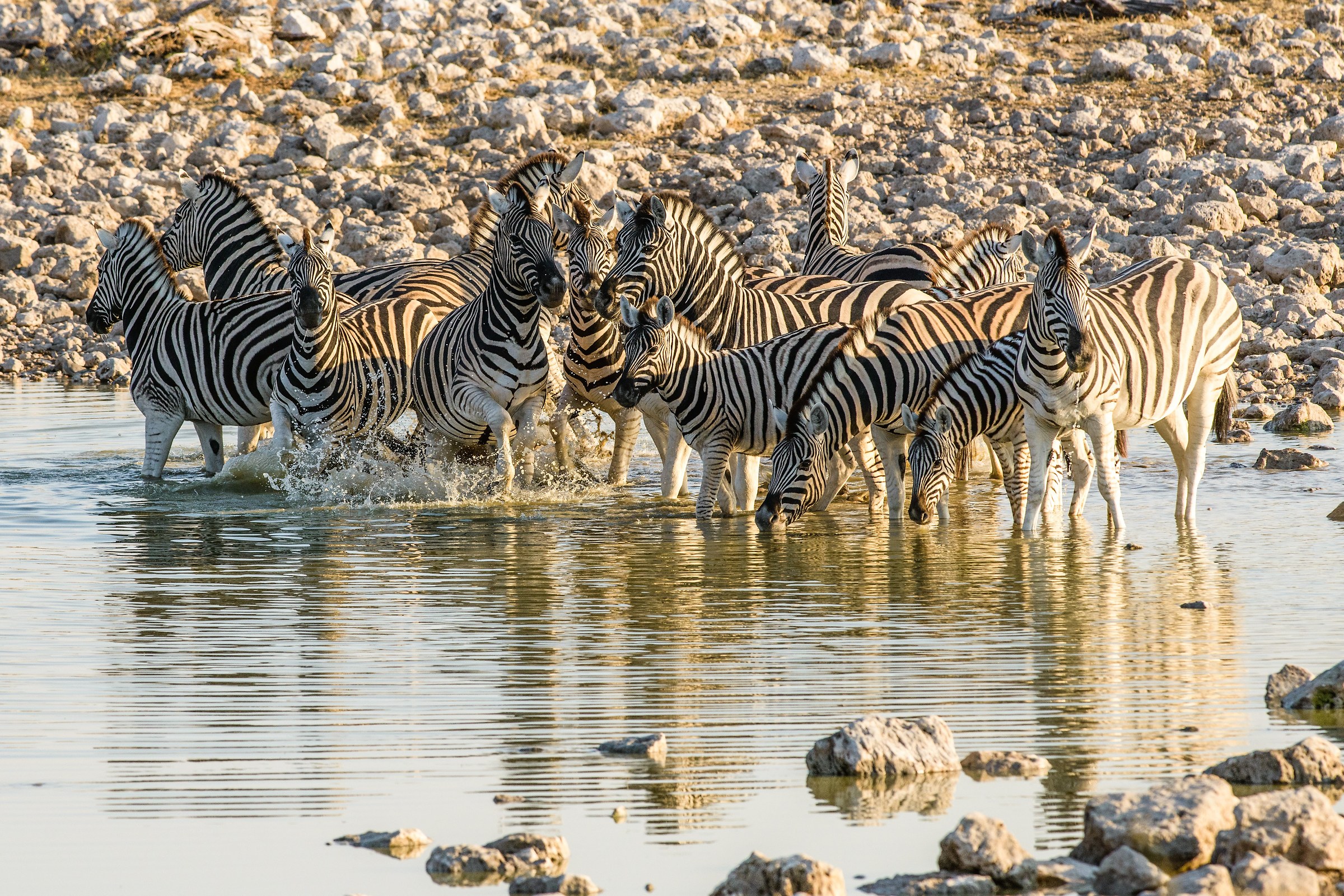 Zebre alla pozza